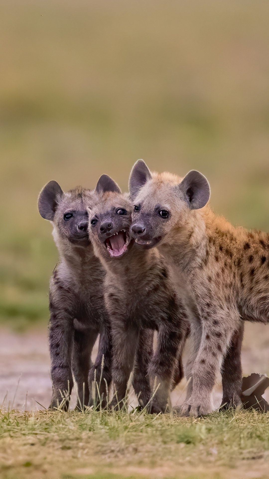 Free download Animal Hyena for your Desktop, Mobile \u0026 Tablet | Explore 26+ Baby Hyena Wallpapers | Hyena Background, Hyena Wallpaper, Baby Wallpapers 1080x1920