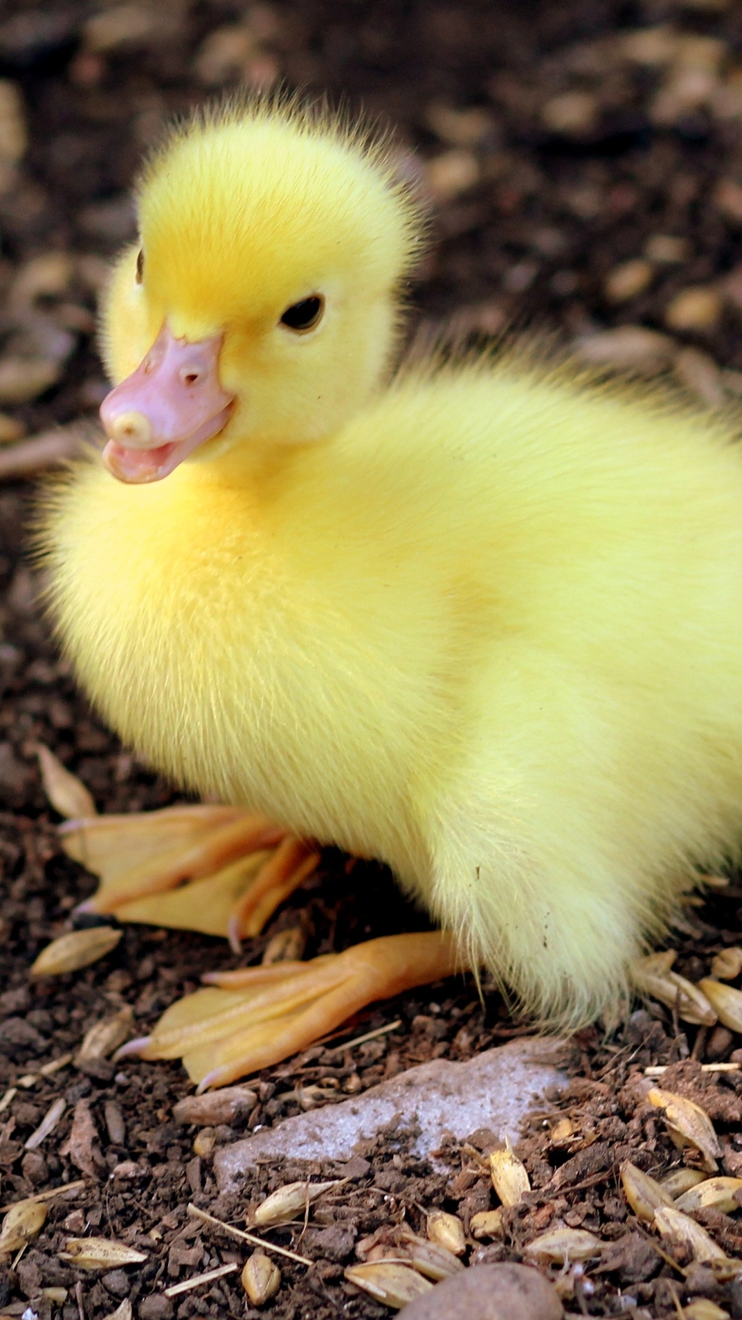 Animal kingdom, Fascinating ducks, Wildlife beauty, Feathered grace, 1080x1920 Full HD Phone