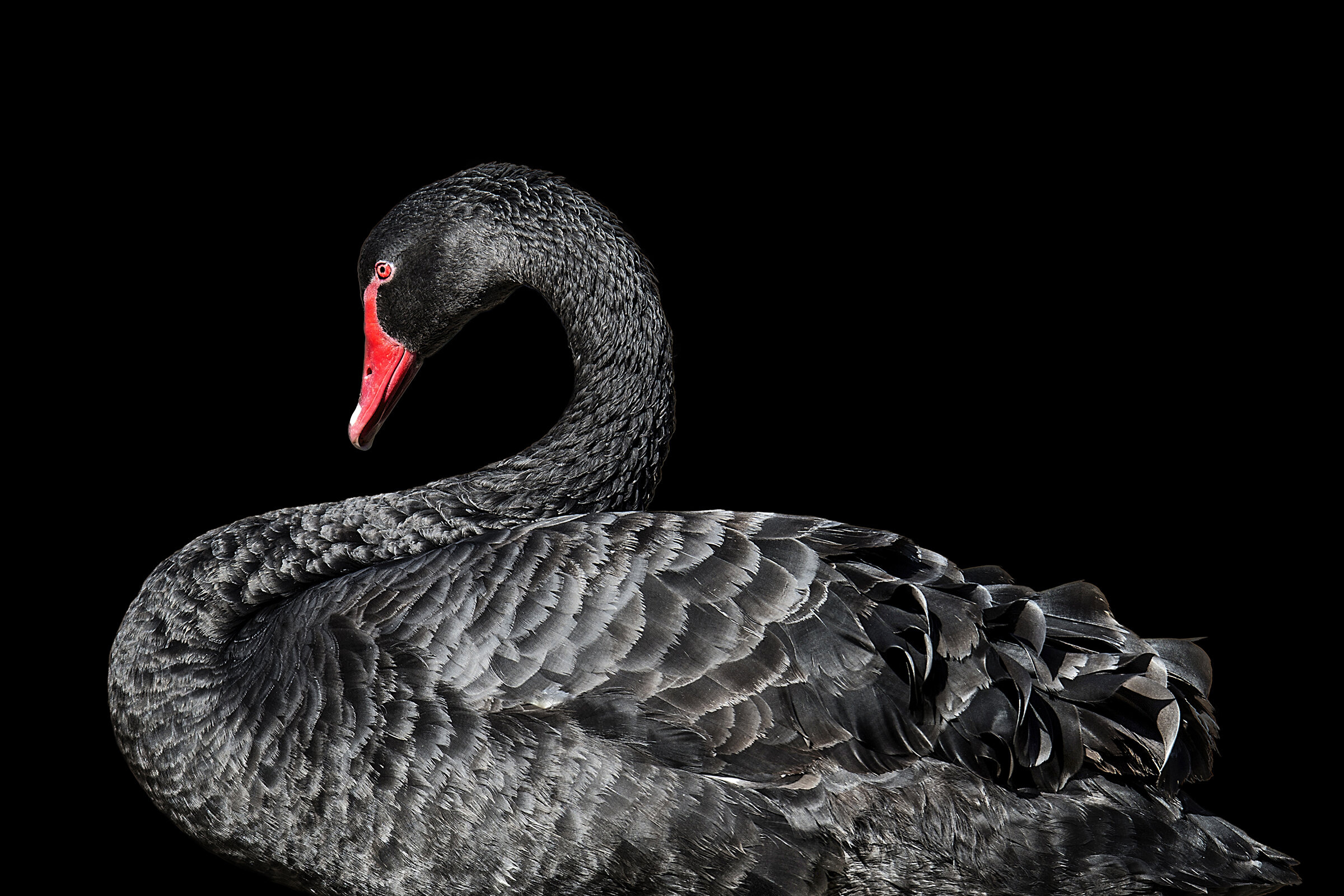 Swan, Animals, Masters of photography, 2400x1600 HD Desktop