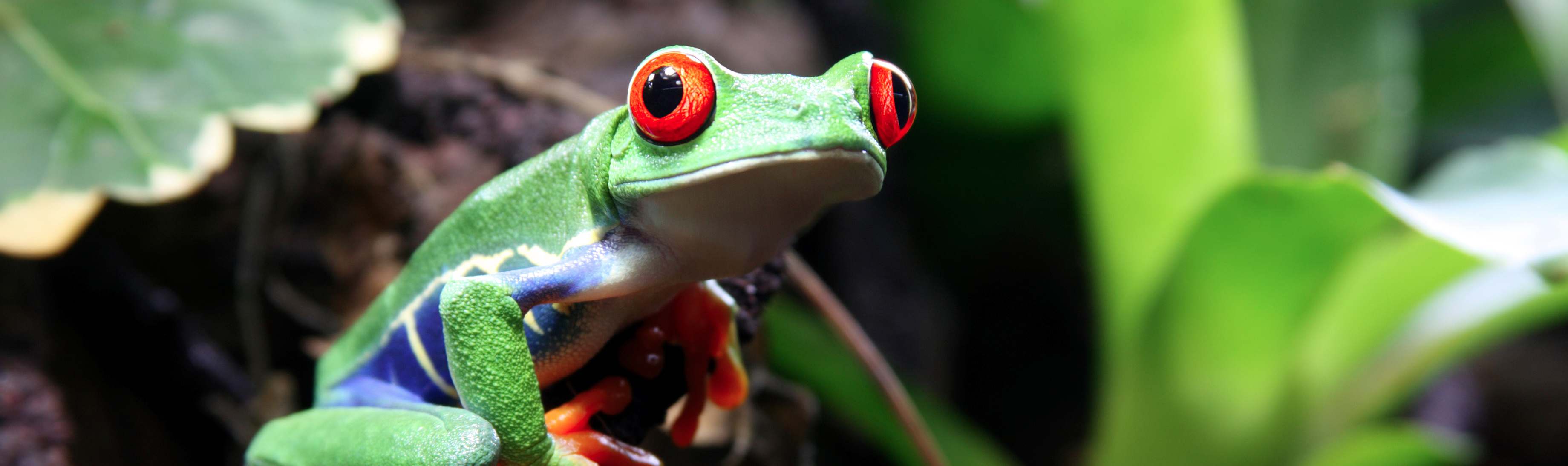 Exquisite amphibious beauty, Vibrant red-eyed frog, Nature's wonders, 4K wallpaper, 3680x1100 Dual Screen Desktop