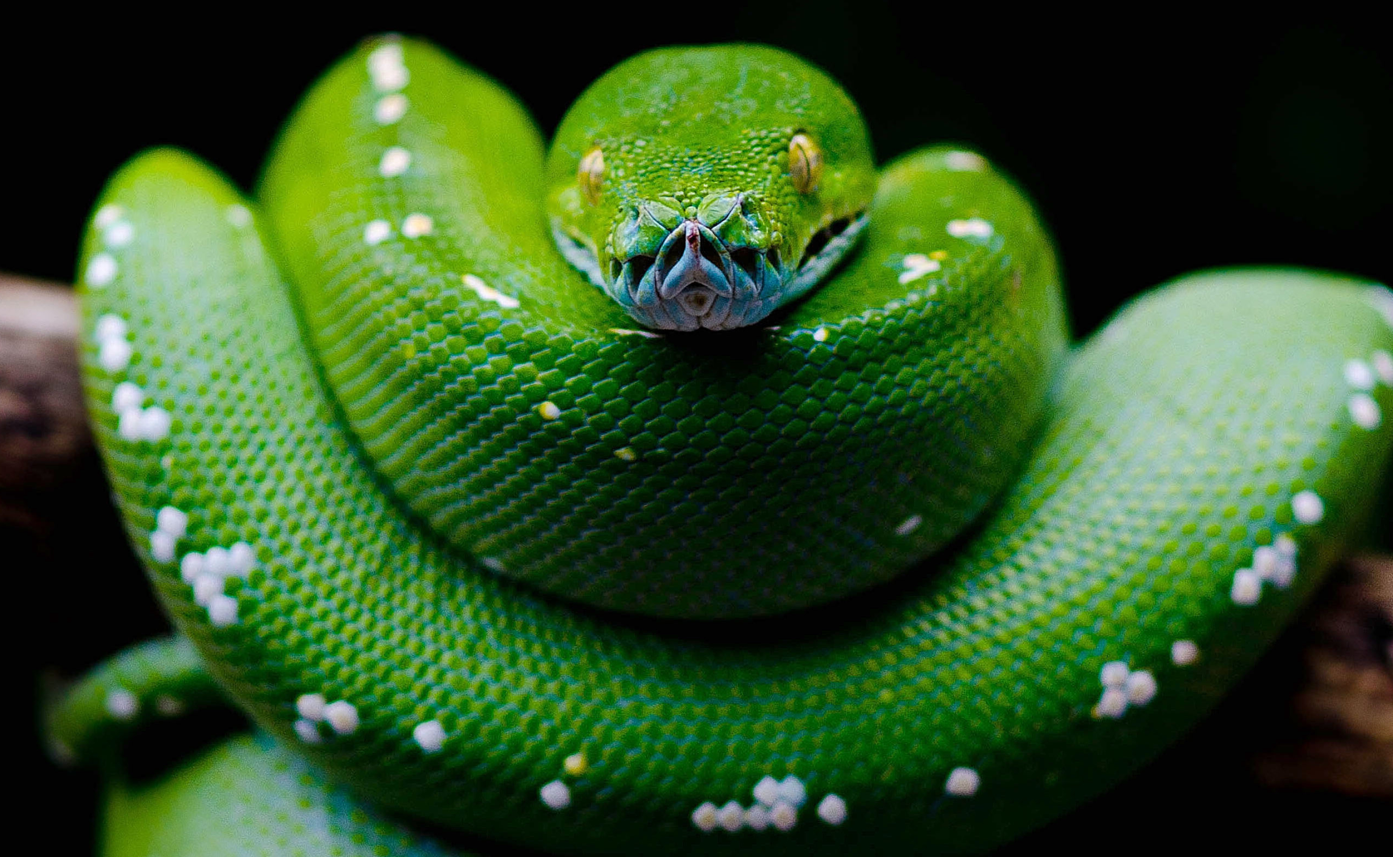Green python, Snake scales, Reptile eyes, Colorful serpent, 2840x1750 HD Desktop