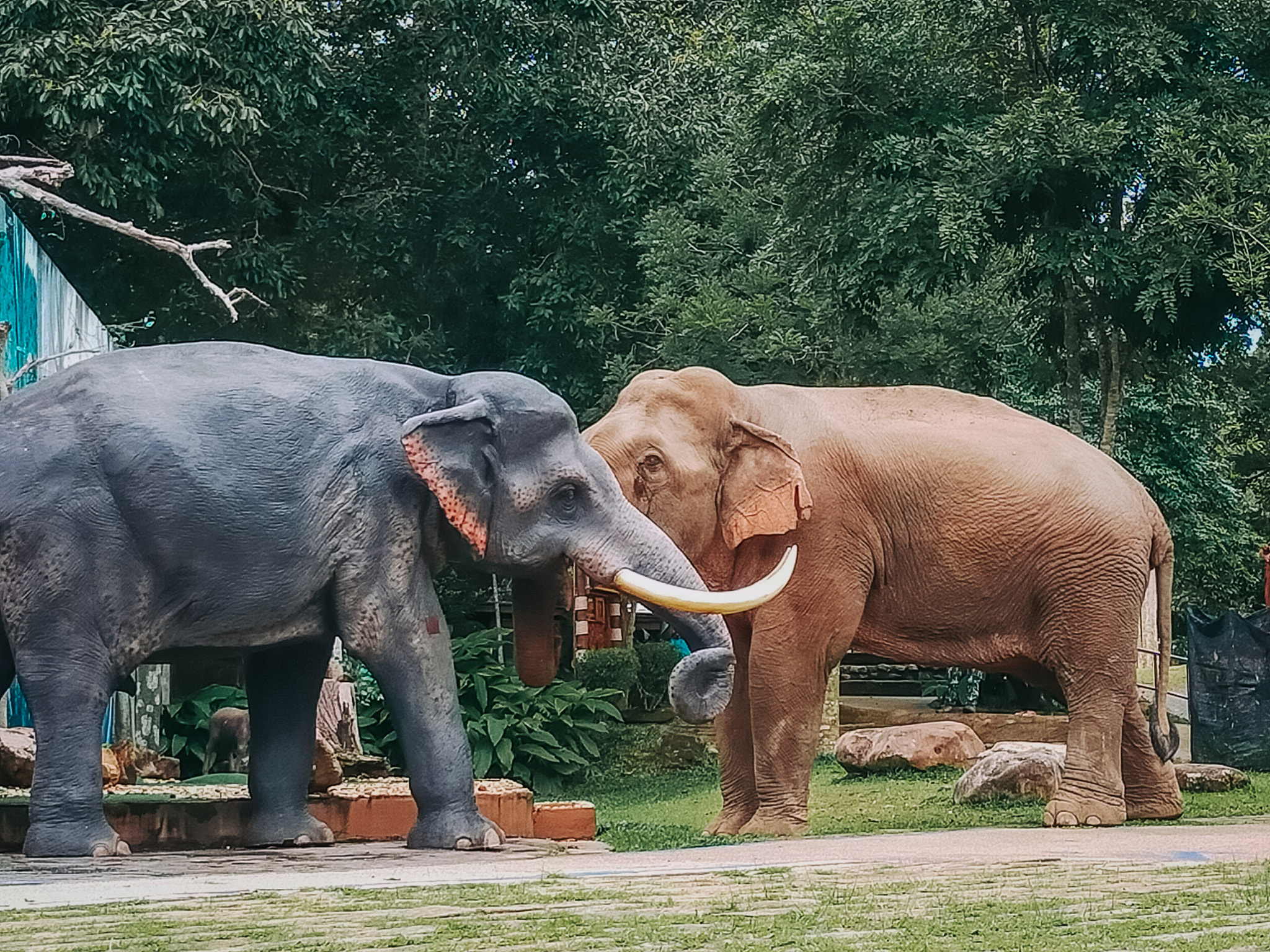 Khao Yai National Park, Elephant battle, 2050x1540 HD Desktop