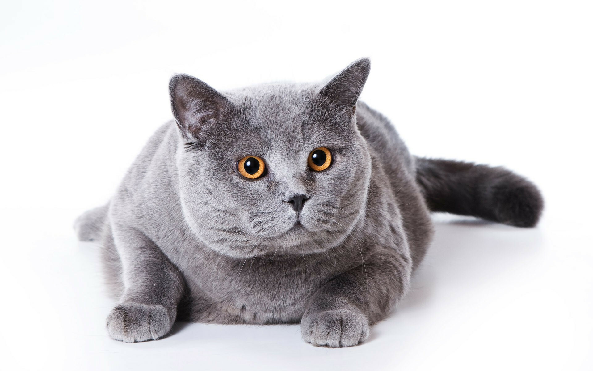 British Cat: A large feline breed, with males potentially tipping the scales at 17 pounds. 1920x1200 HD Background.
