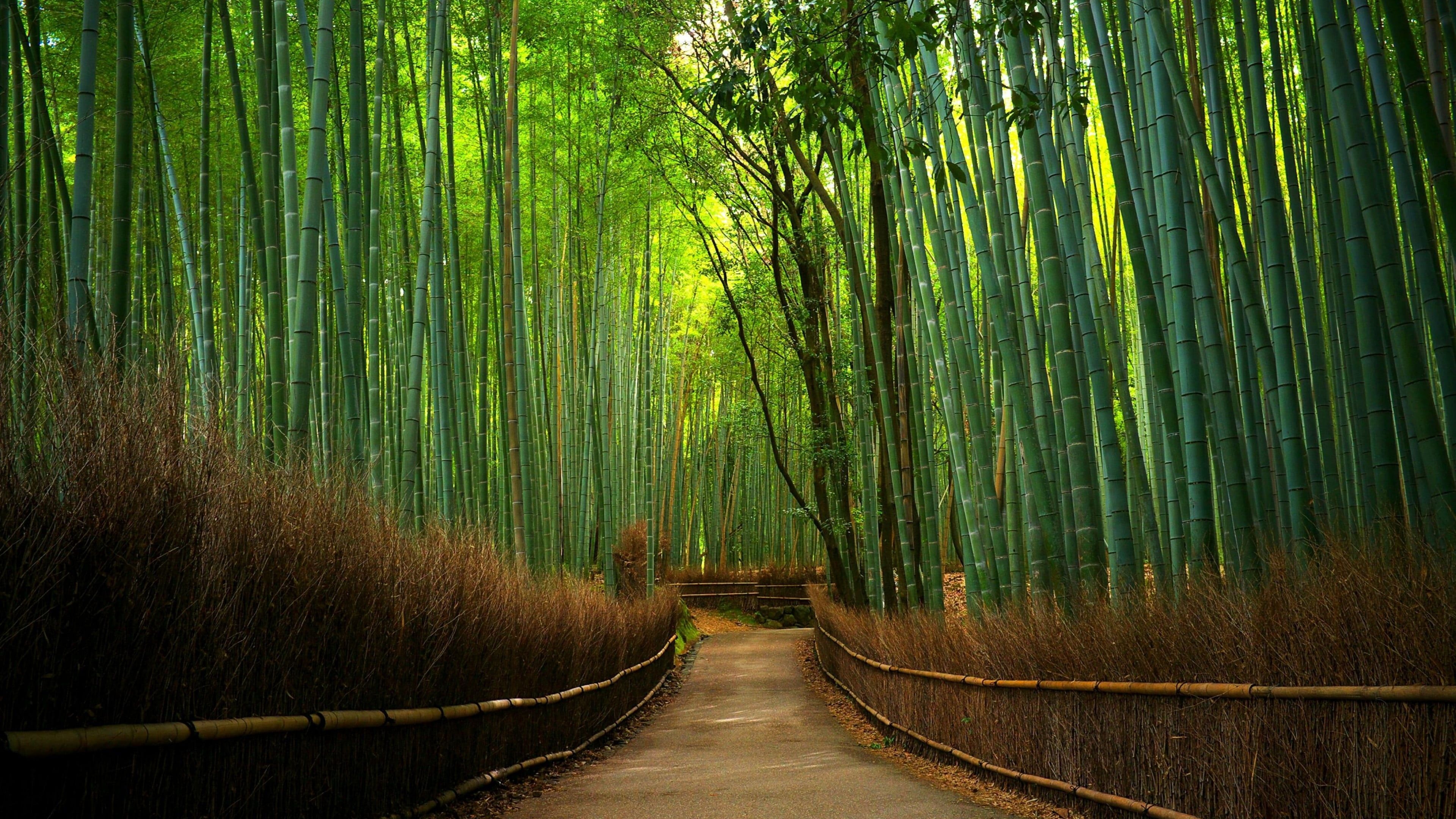Bamboo forest, Green bamboo forest, Hutan bambu, Bamboo tree, 3840x2160 4K Desktop
