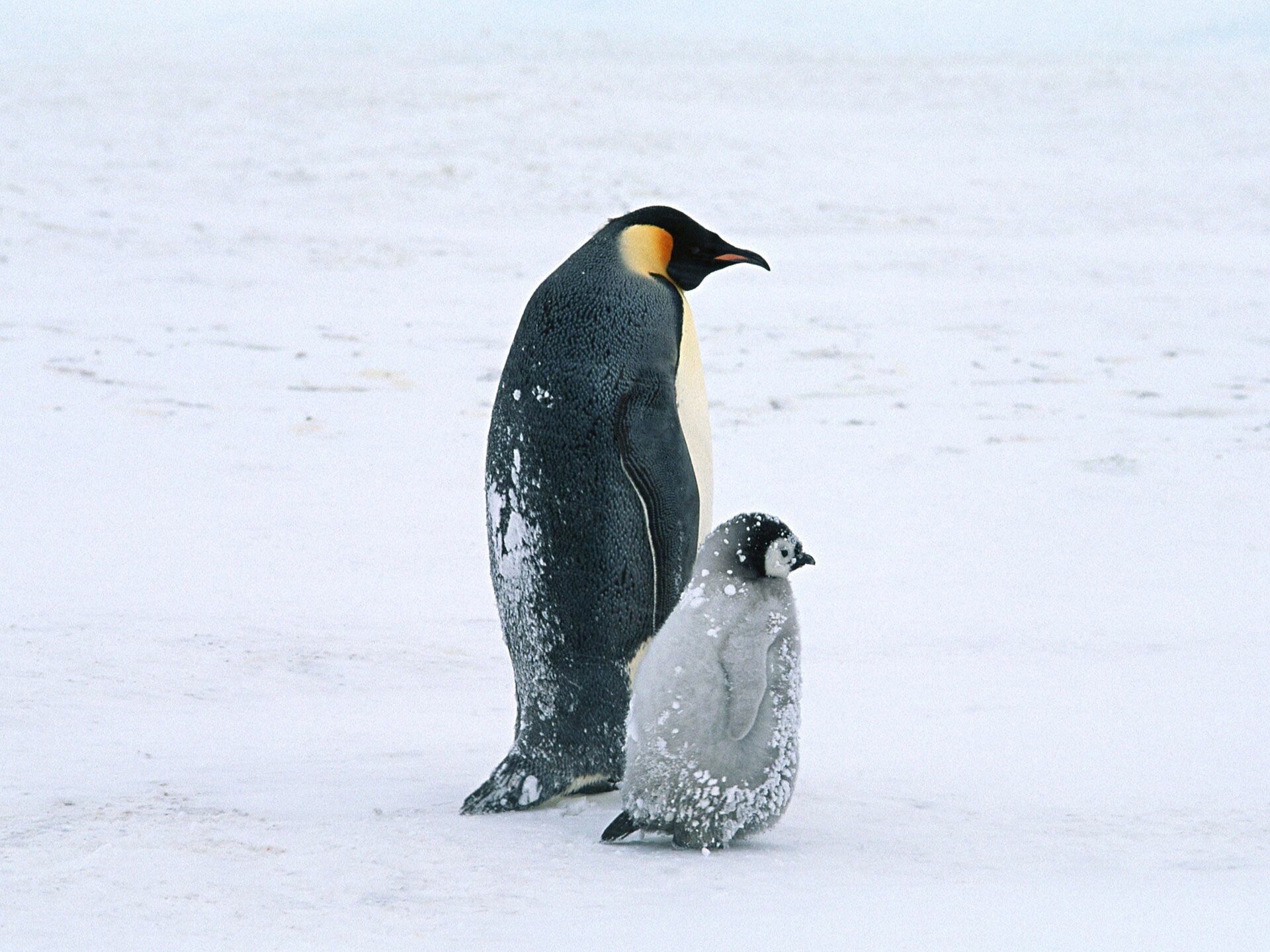 Penguin, Baby penguins, HD wallpapers, Cute and fluffy, 1920x1440 HD Desktop