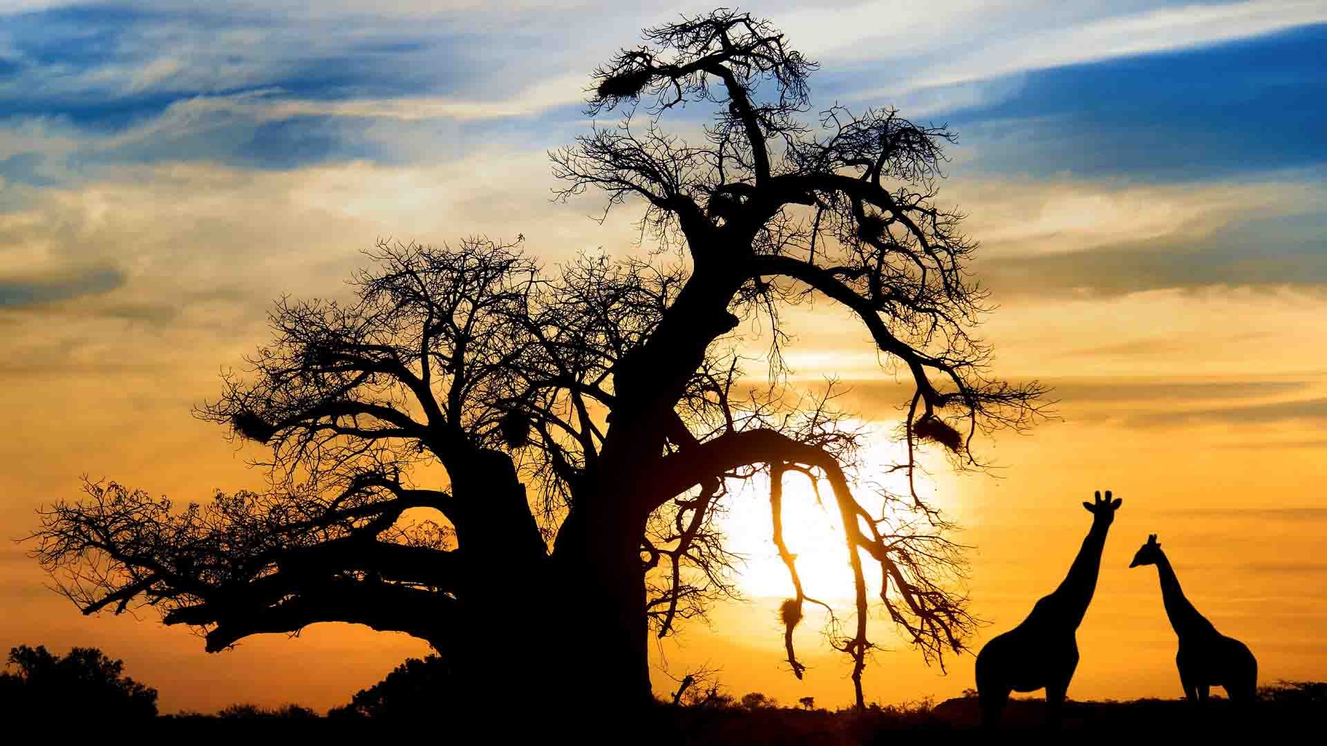 Botswana safari, Mobile adventure, Natural beauty, Wildlife encounters, 1920x1080 Full HD Desktop