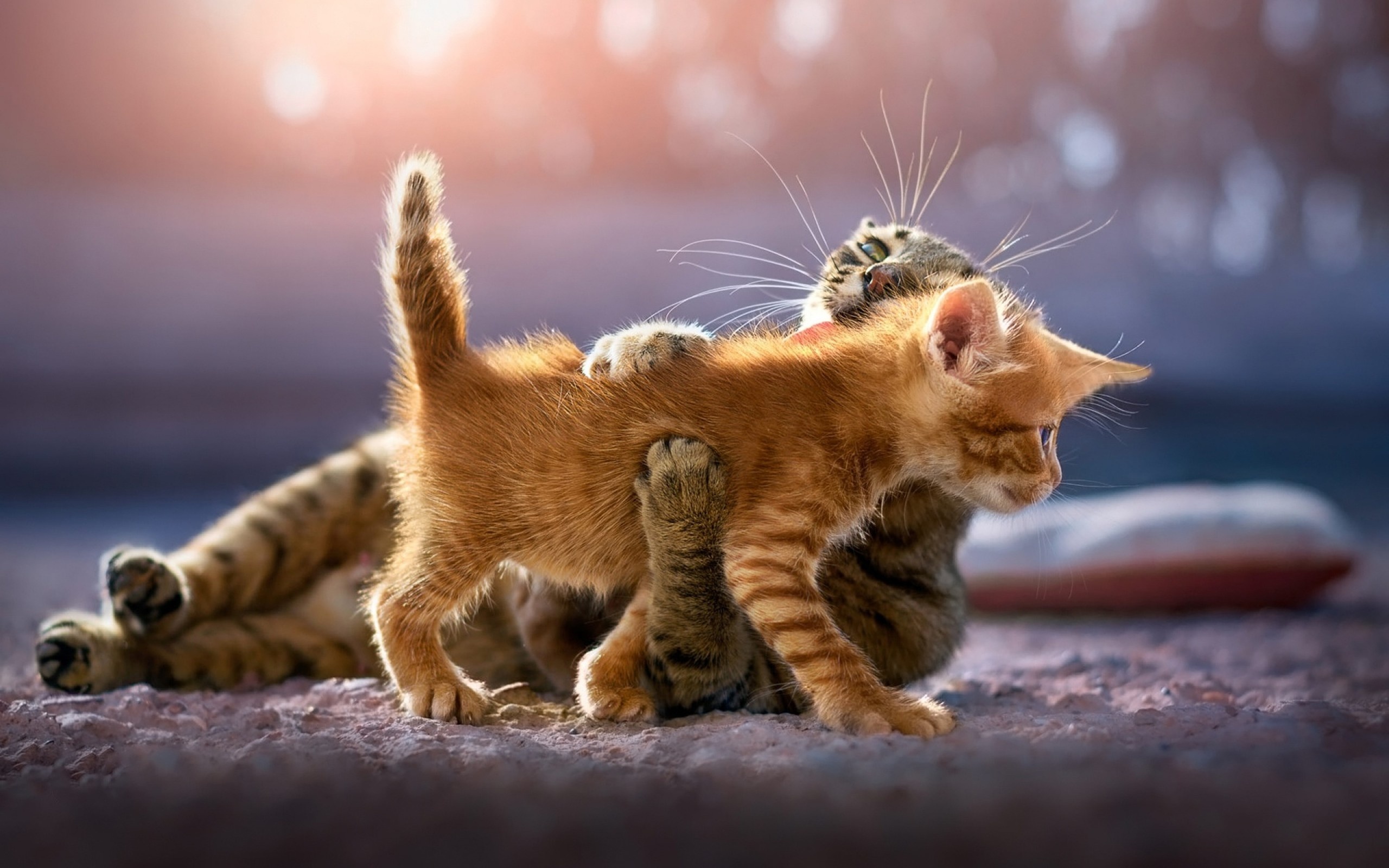 Cute kittens cat, Animal wallpapers, 4K resolution, High-definition imagery, 2560x1600 HD Desktop
