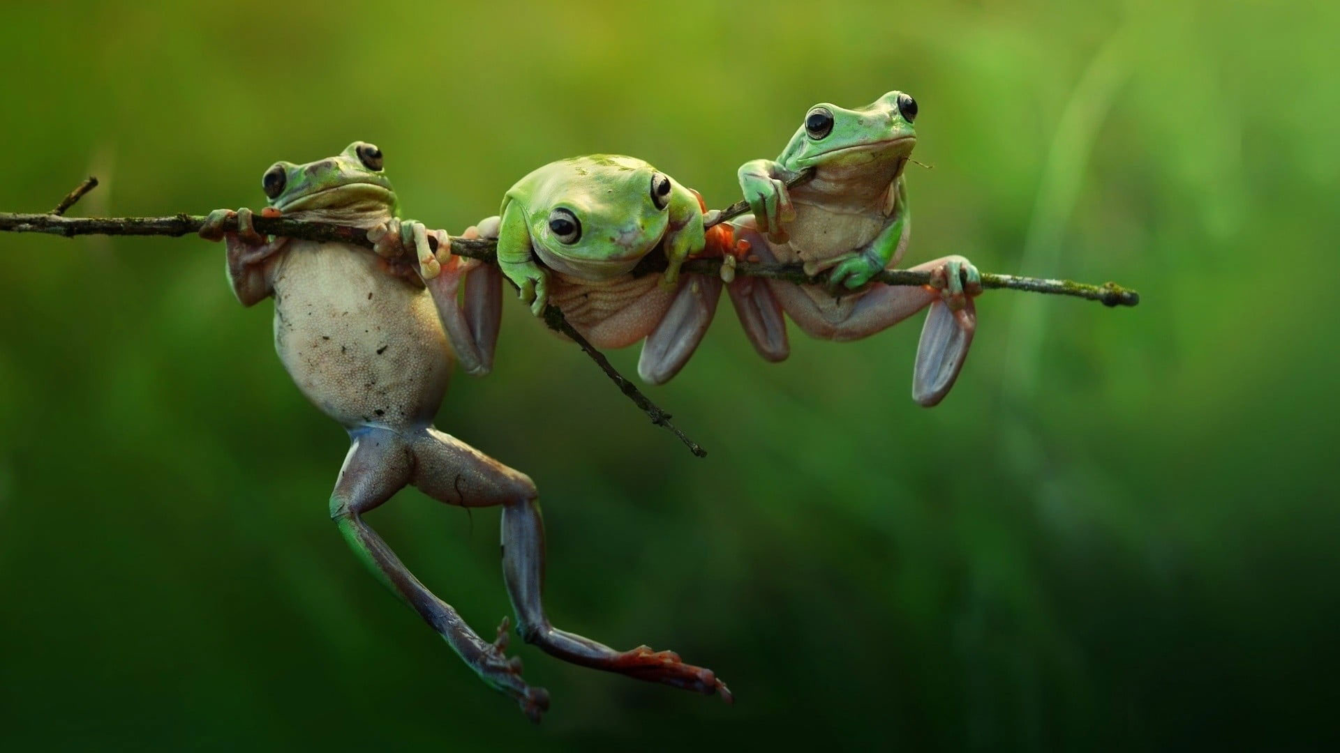 Selective focus, Green frog trio, Tree trunk habitat, Captivating photography, 1920x1080 Full HD Desktop