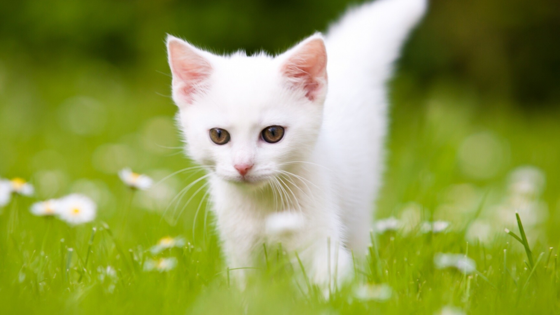 Kitten: Felis catus, Whiskers, Small to medium-sized cats. 1920x1080 Full HD Wallpaper.