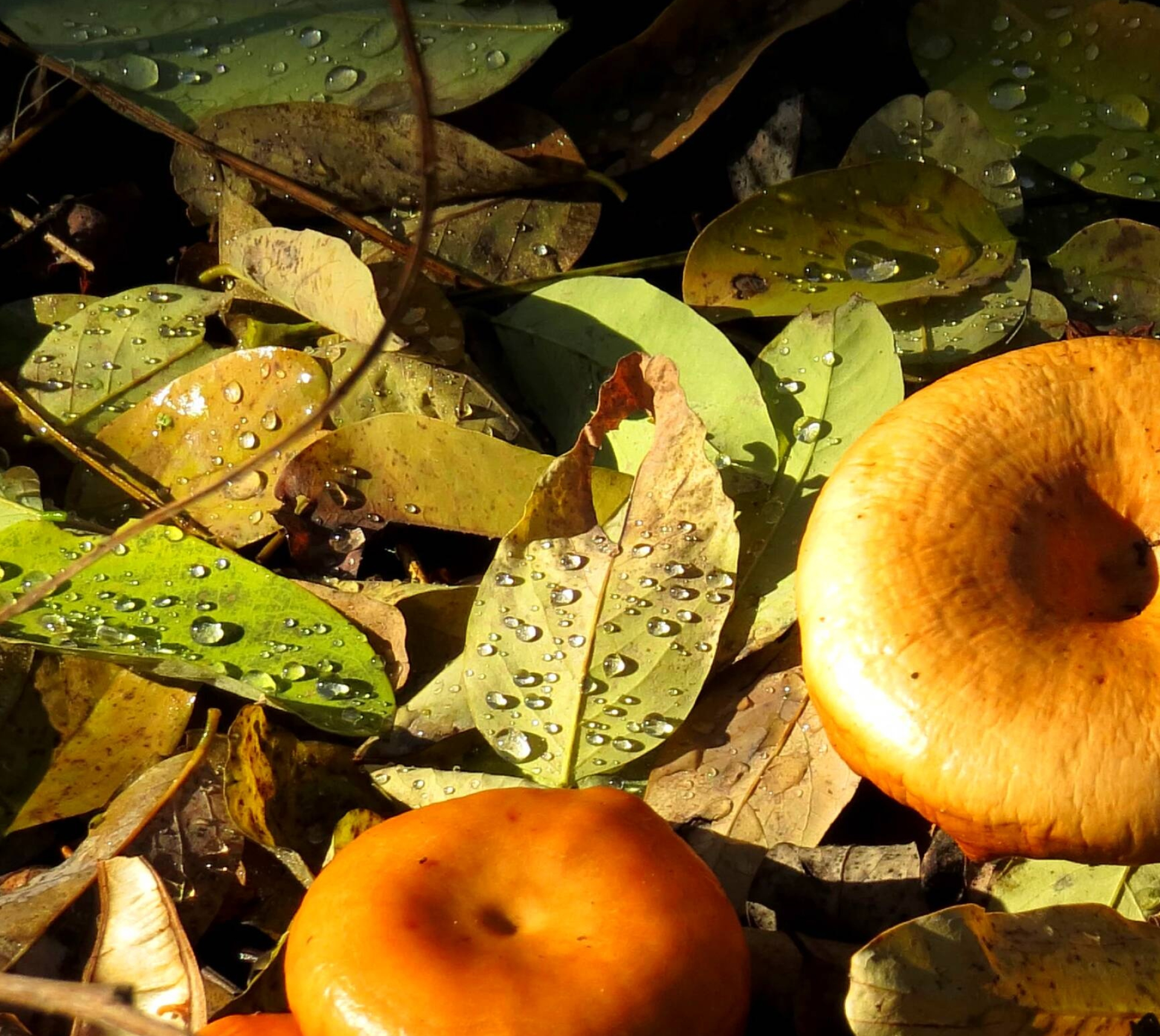 Autumn forest mushrooms, cc by license, 1920x1720 HD Desktop