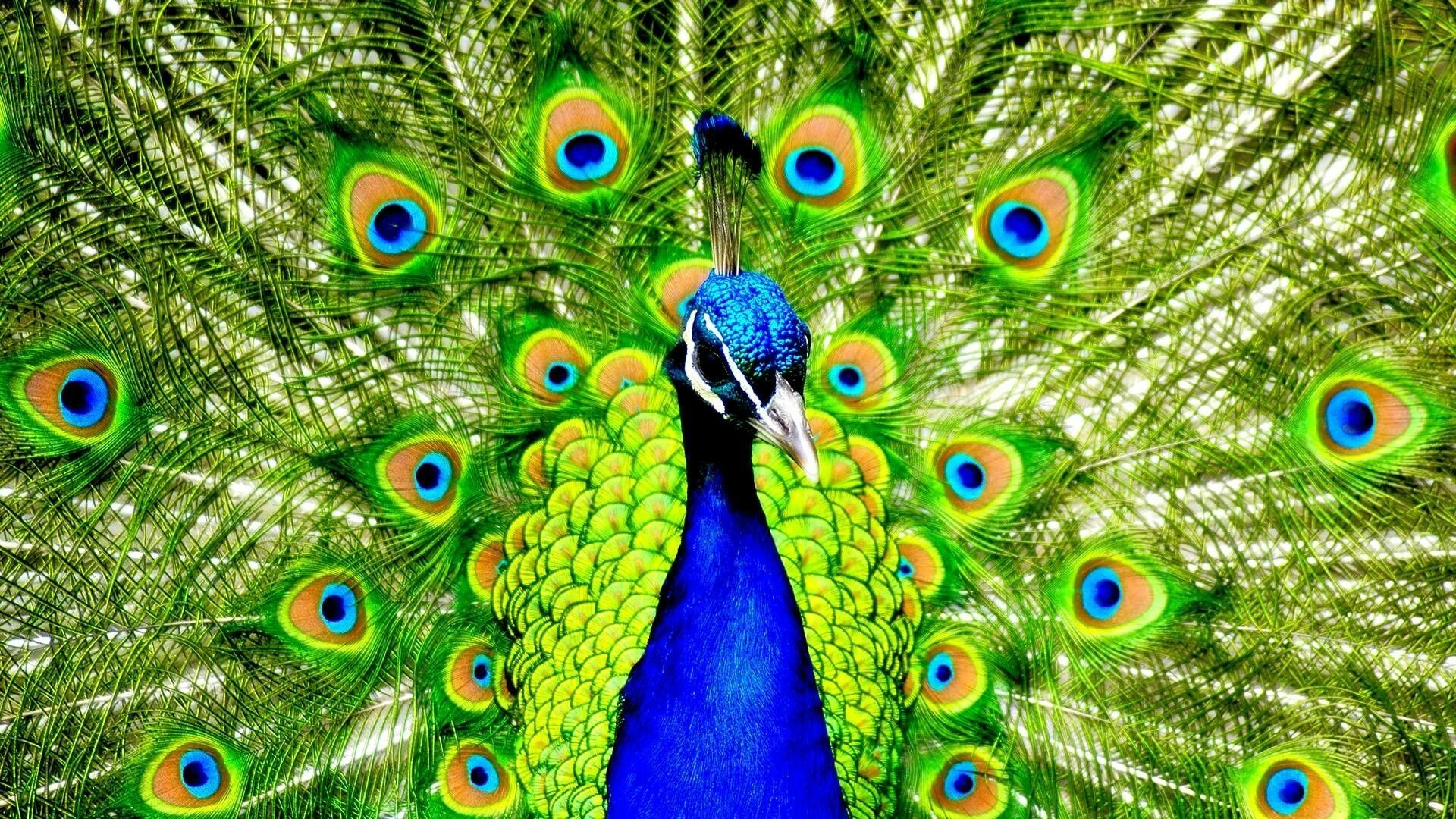 Peacock: The male is metallic blue on the crown, the feathers of the head being short and curled. 1920x1080 Full HD Wallpaper.
