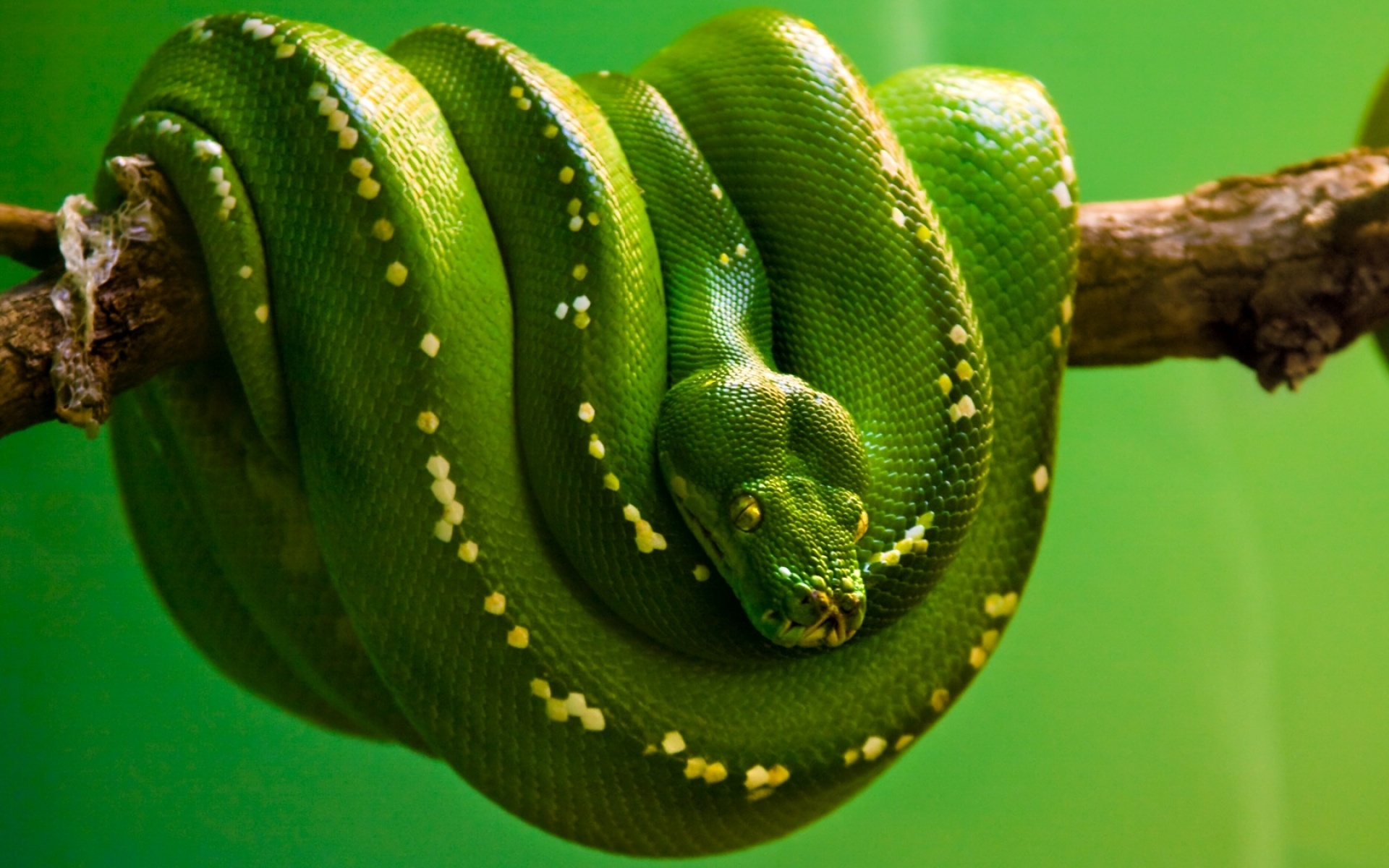 Snake wallpaper, High-resolution image, Mesmerizing serpent, Eye-catching visuals, 1920x1200 HD Desktop