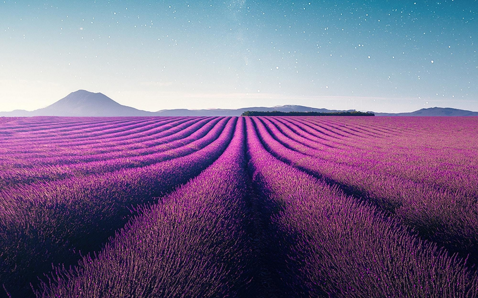 Farm violet flowers landscape, Lavender nature wallpaper, Widescreen HD image, 1920x1200 HD Desktop