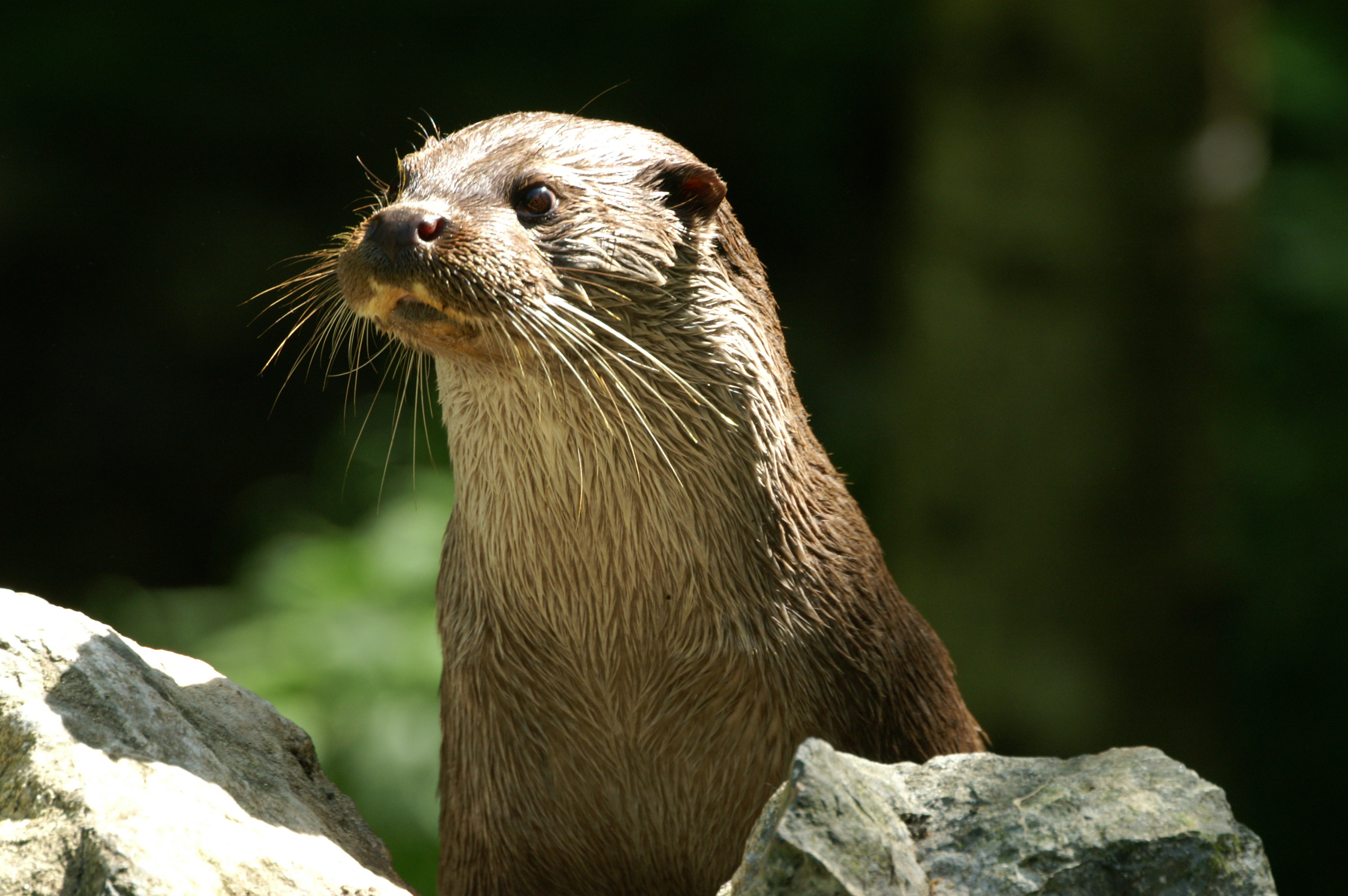 Playful otter family, Adorable aquatic mammal, Curious in nature, River habitat, 3010x2000 HD Desktop