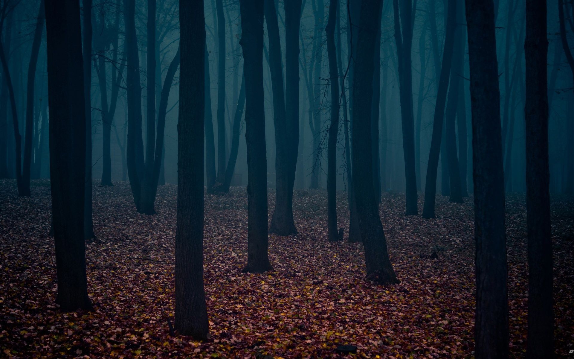Haunted Forest, Enchanted Woods, Mystery Atmosphere, Shadowy, 1920x1200 HD Desktop