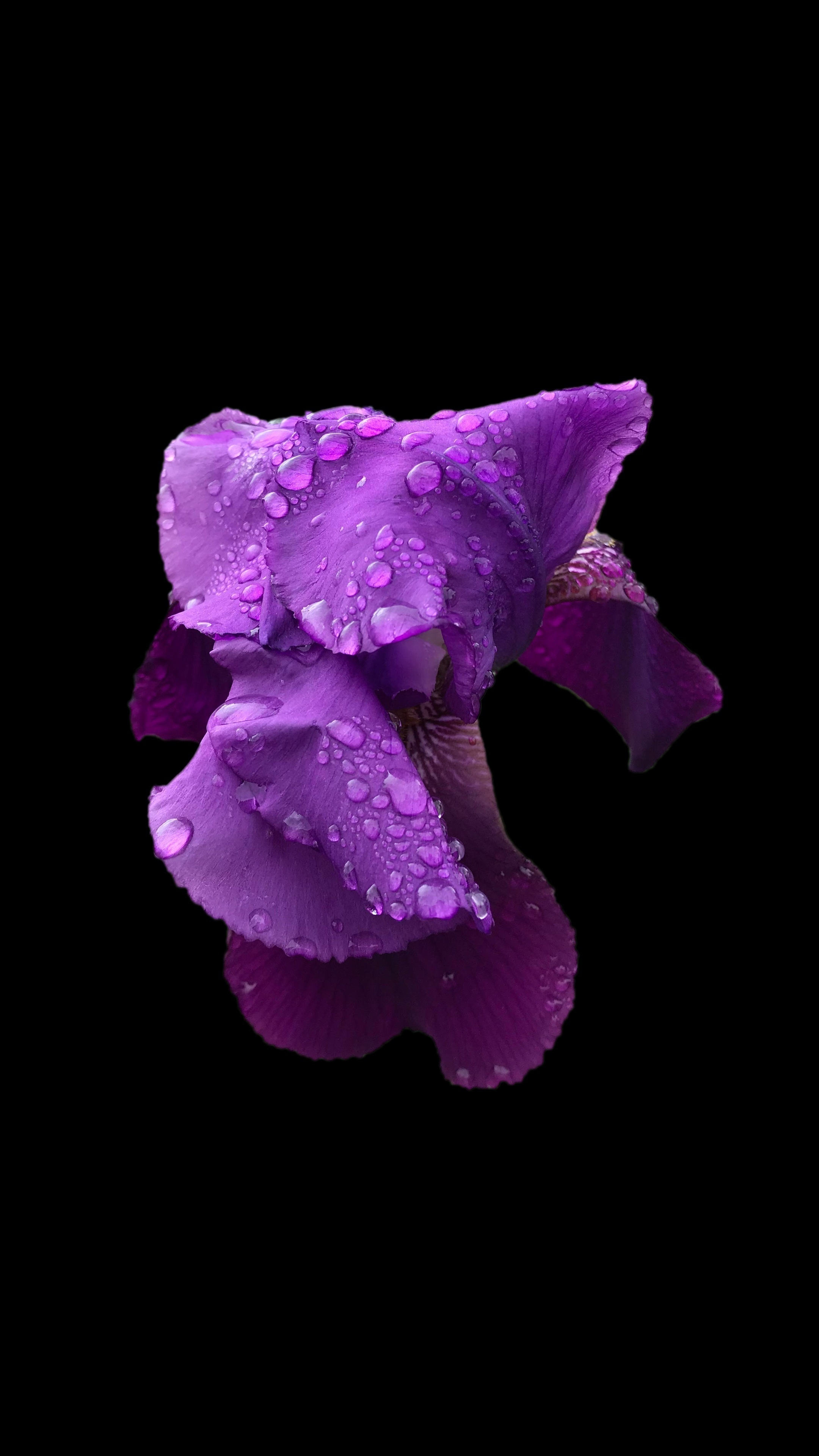 Iris flower, Vibrant colors, Natural beauty, Captivating wallpaper, 2160x3840 4K Handy