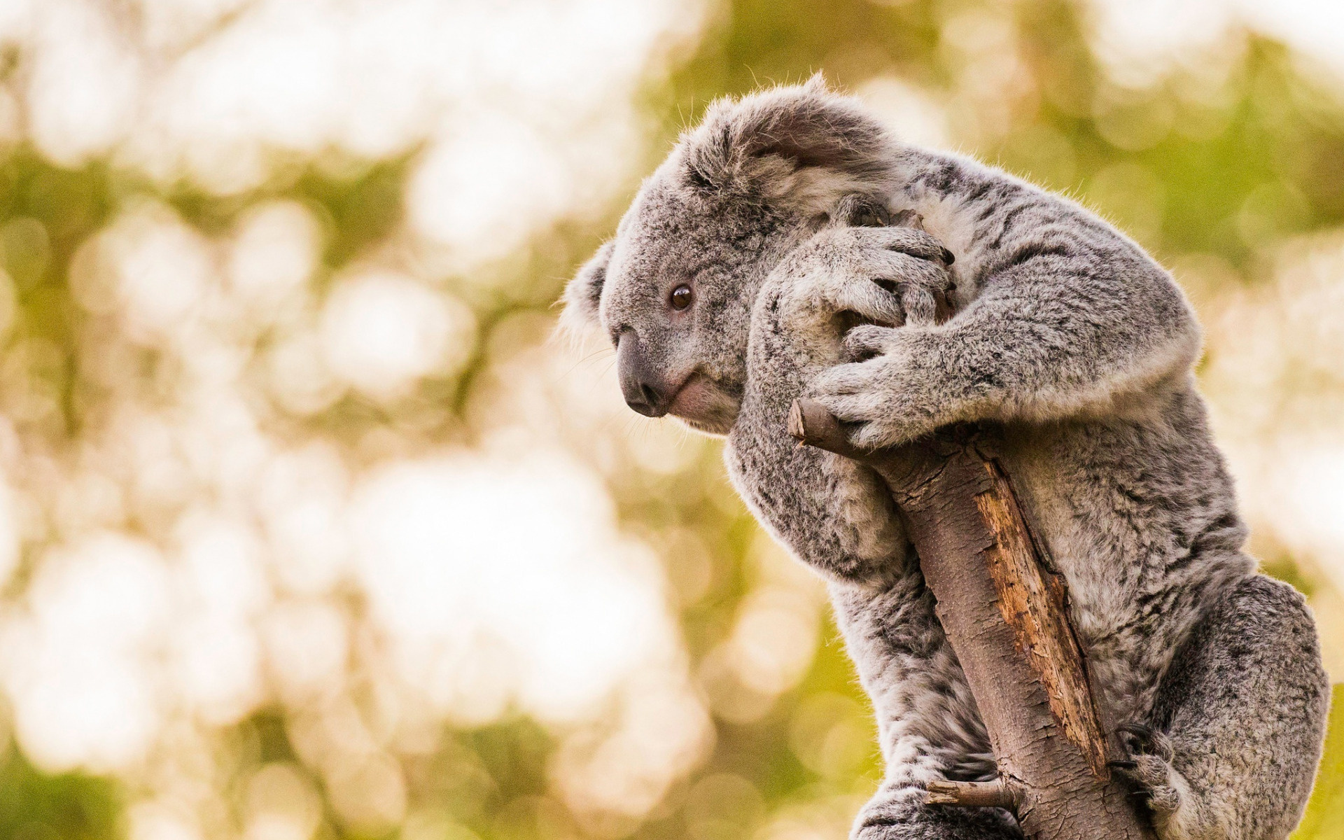 Koala cute animals, Gray teddy bear, High quality, Pictures, 1920x1200 HD Desktop