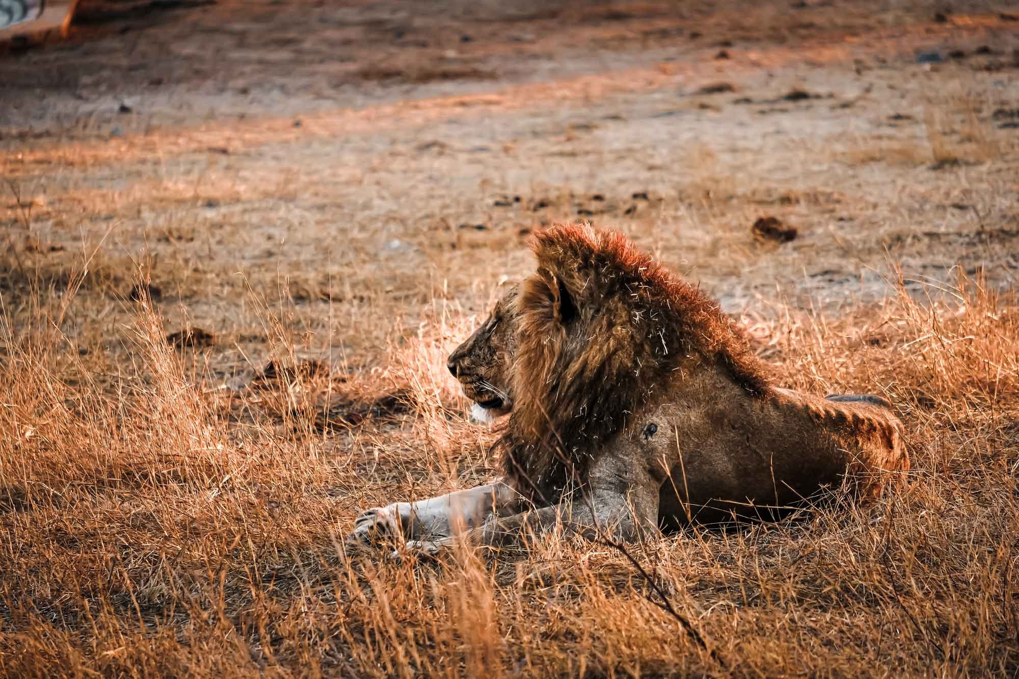 Safari adventure, Kruger National Park, Wildlife sightings, African travel inspiration, 2000x1340 HD Desktop