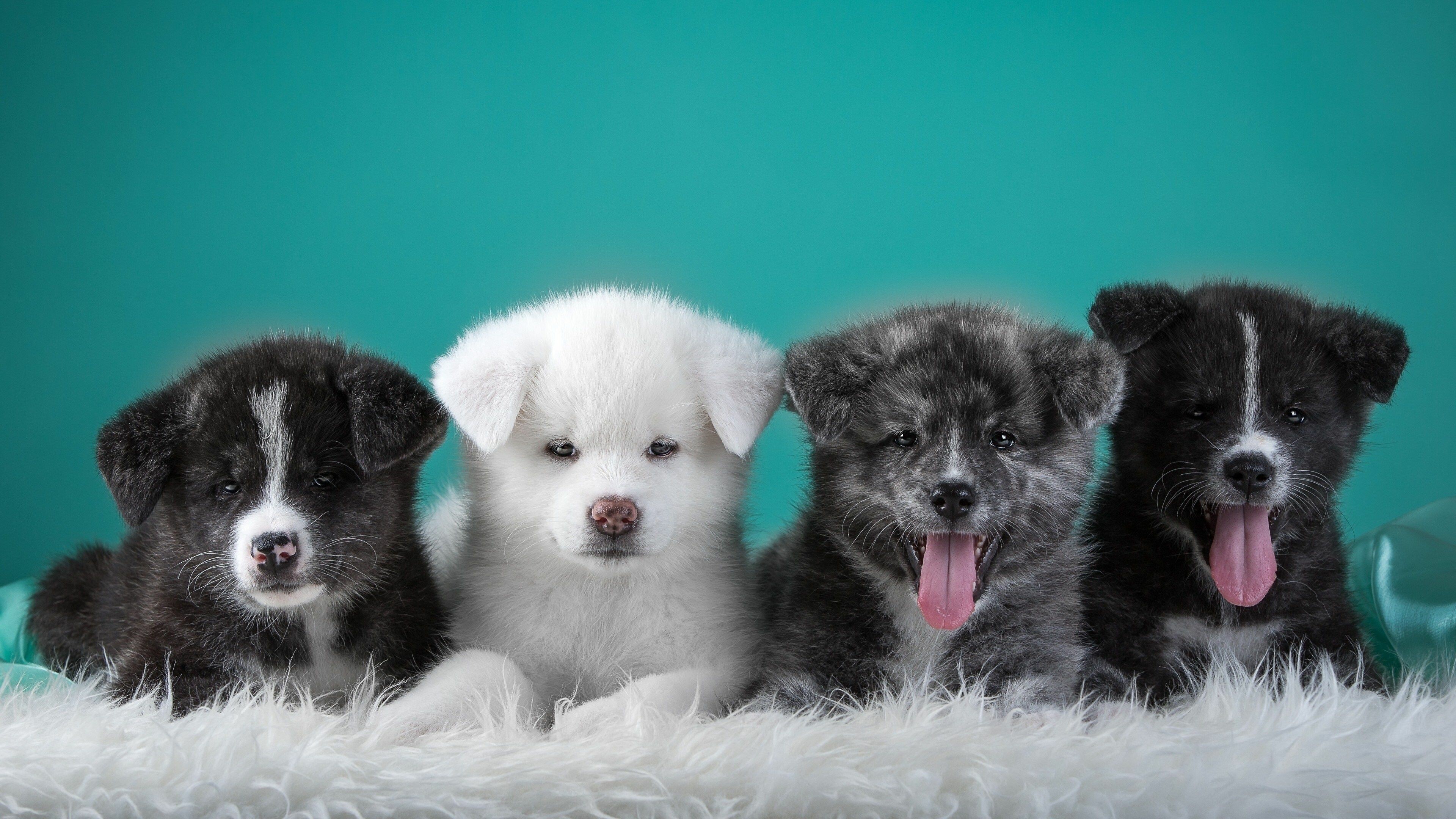 Dog: Puppies, Akita, Carnivore. 3840x2160 4K Wallpaper.
