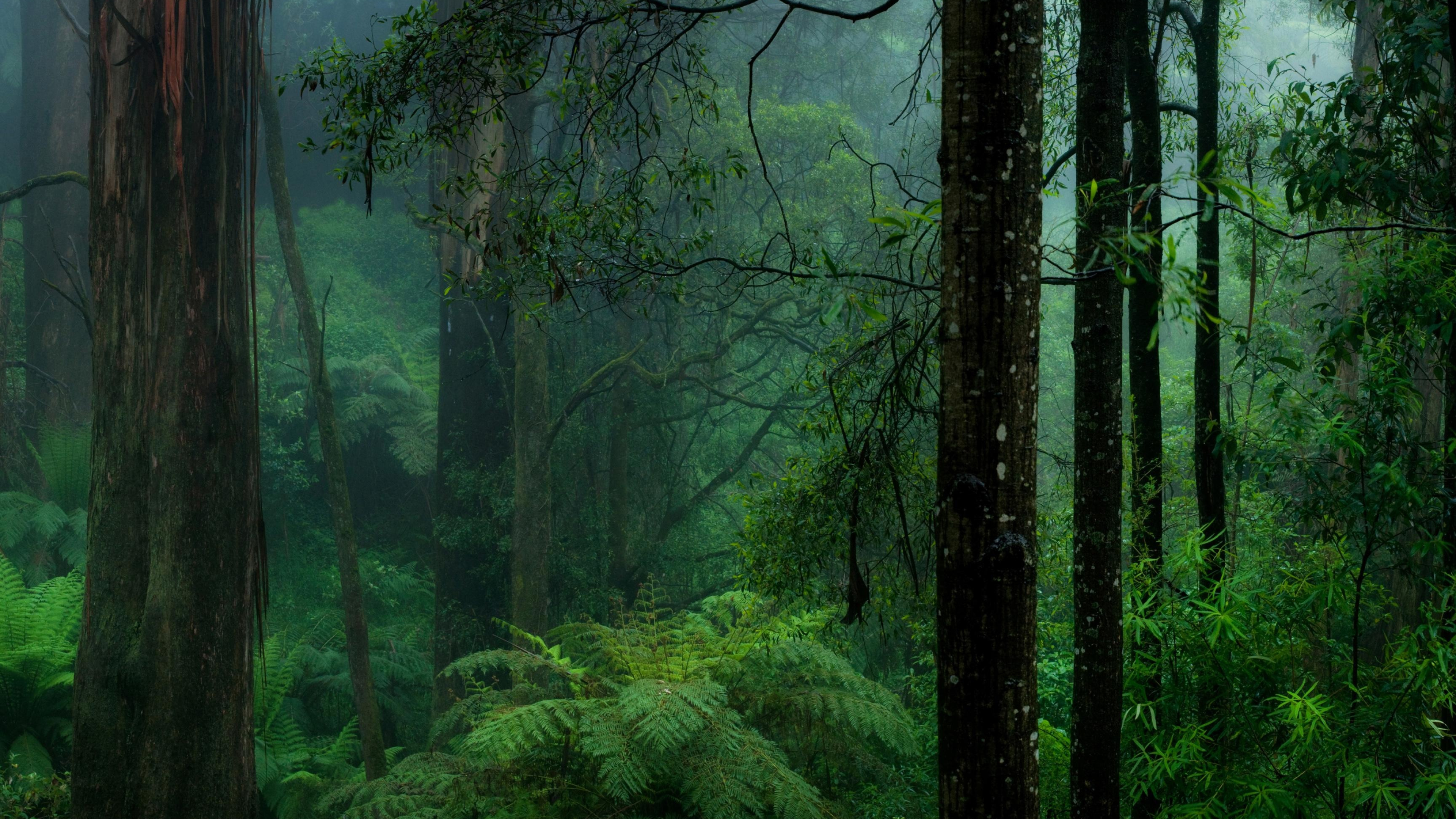 Rainforest haven, Tranquil beauty, Nature's tranquility, Exquisite scenery, 3840x2160 4K Desktop