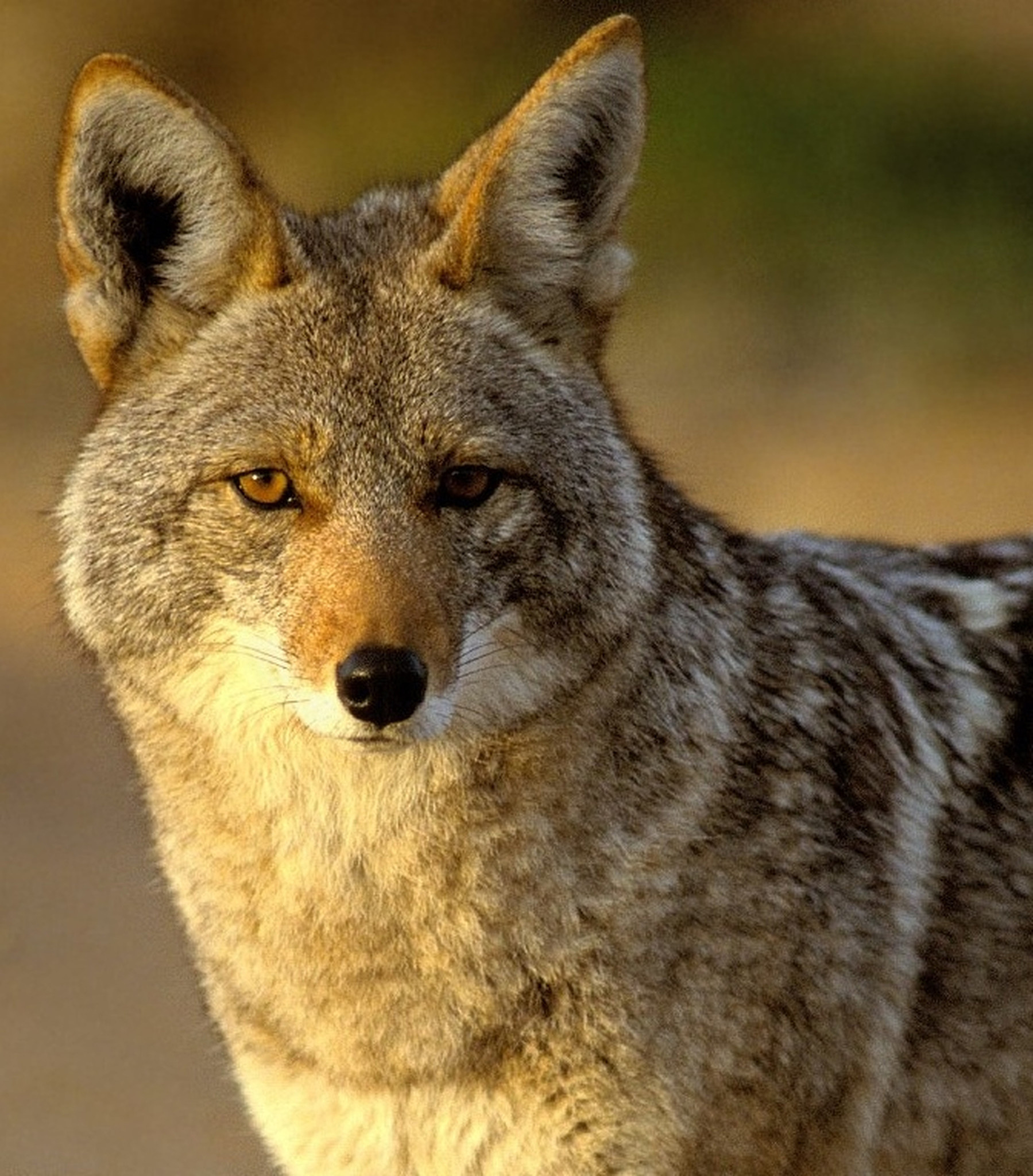 Coyote, Wildlife encounters, Autumn's wildlife, Unwanted encounters, 1800x2050 HD Phone