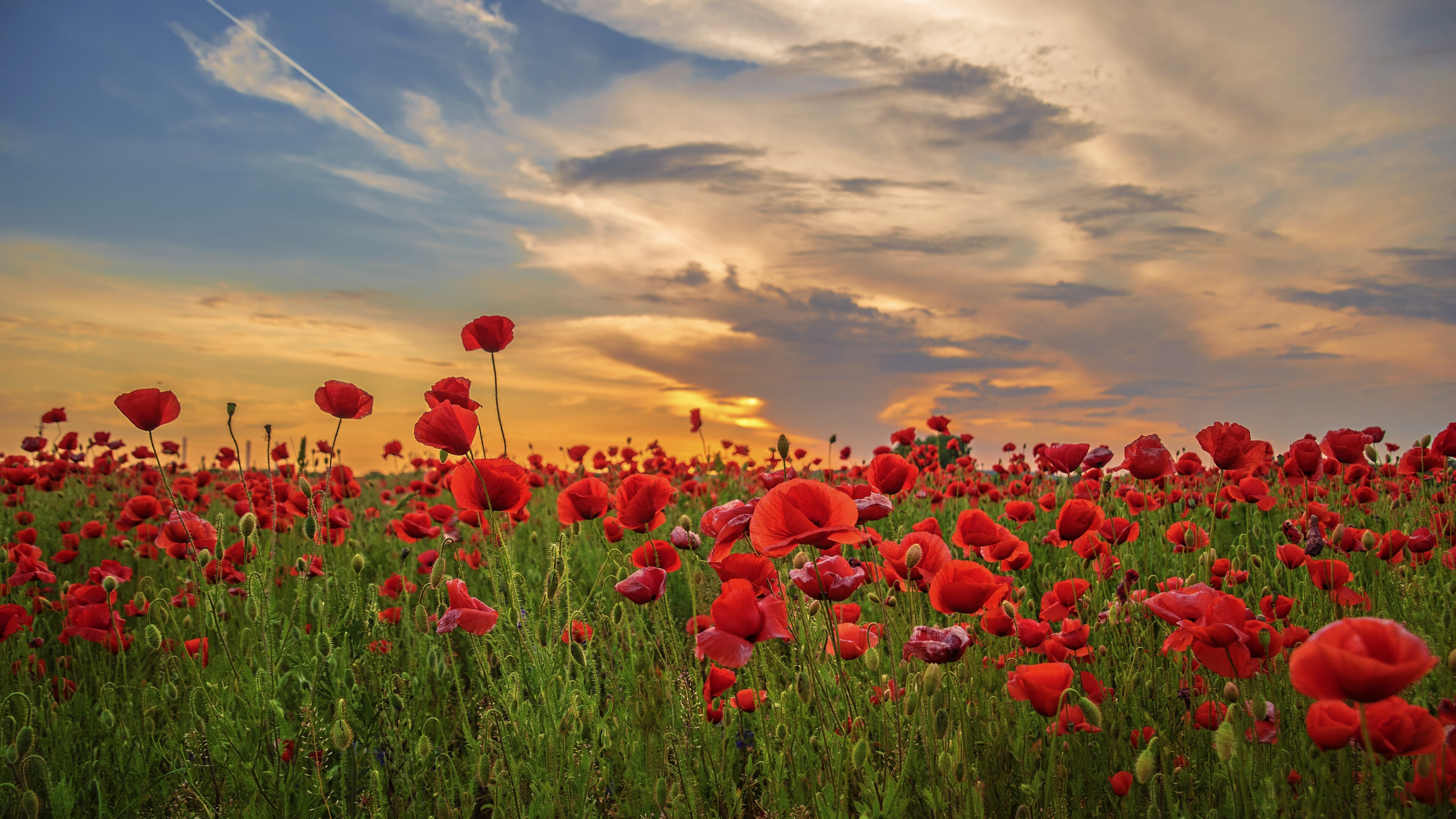 Poppy Flower: Poppies can be over a metre tall with flowers up to 15 centimetres across. 3840x2160 4K Wallpaper.