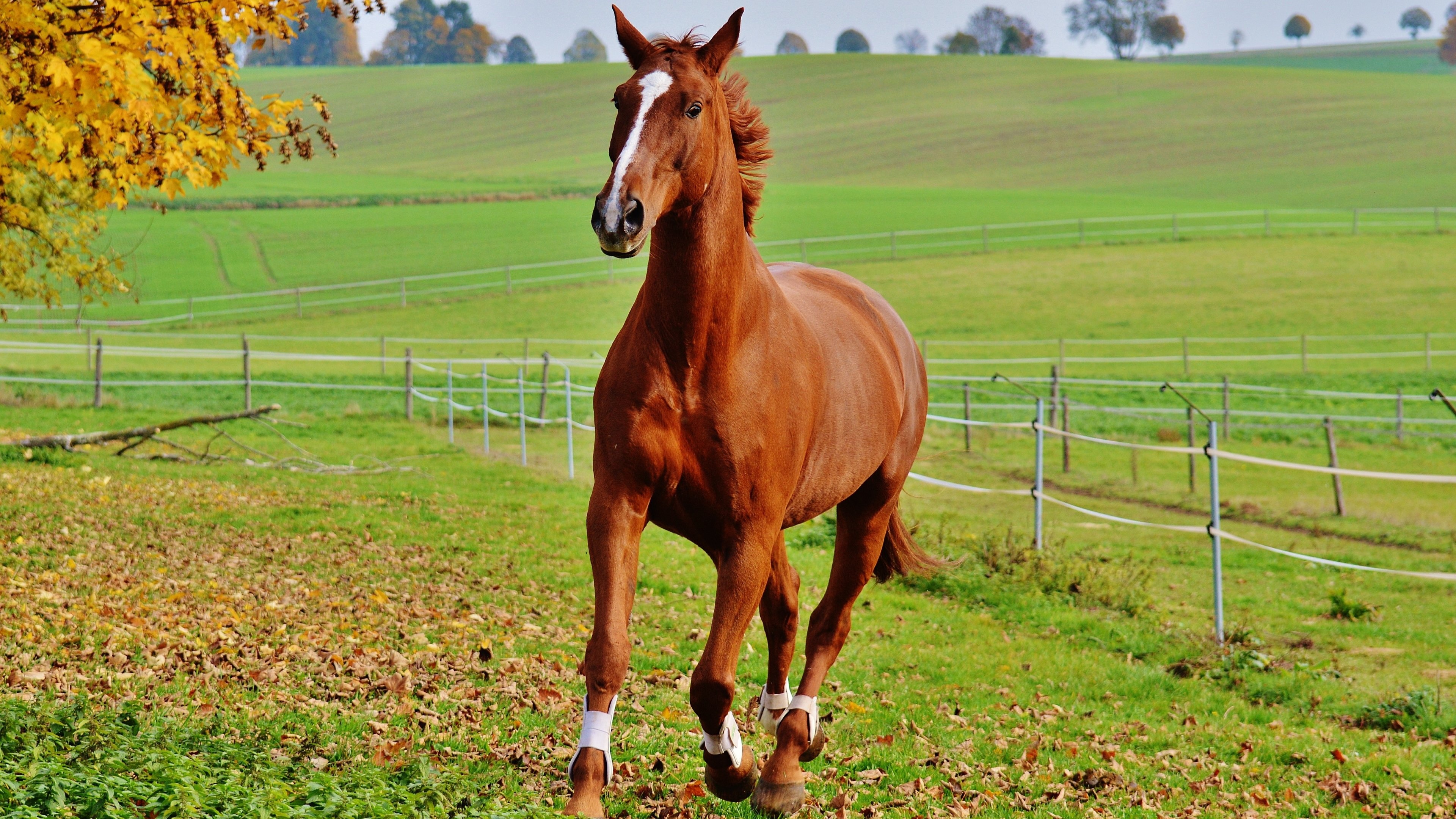 Horse: Liver chestnut colt, Gait, Gallop. 3840x2160 4K Wallpaper.