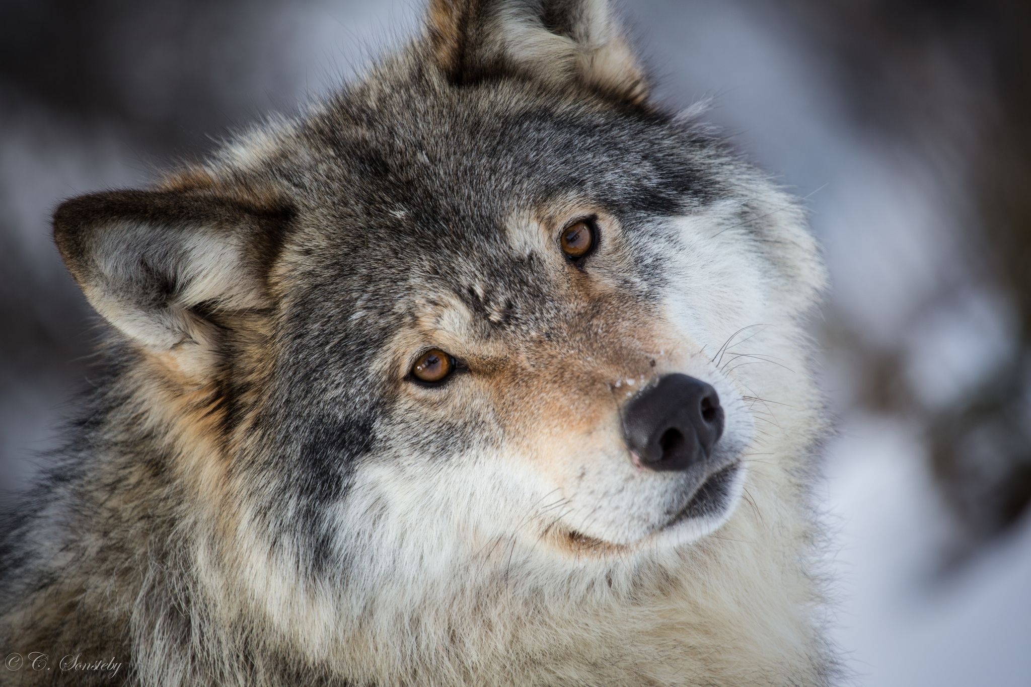 Gray Wolf: A keystone predator, Native to Eurasia and North America, Thirty subspecies of Canis lupus. 2050x1370 HD Background.