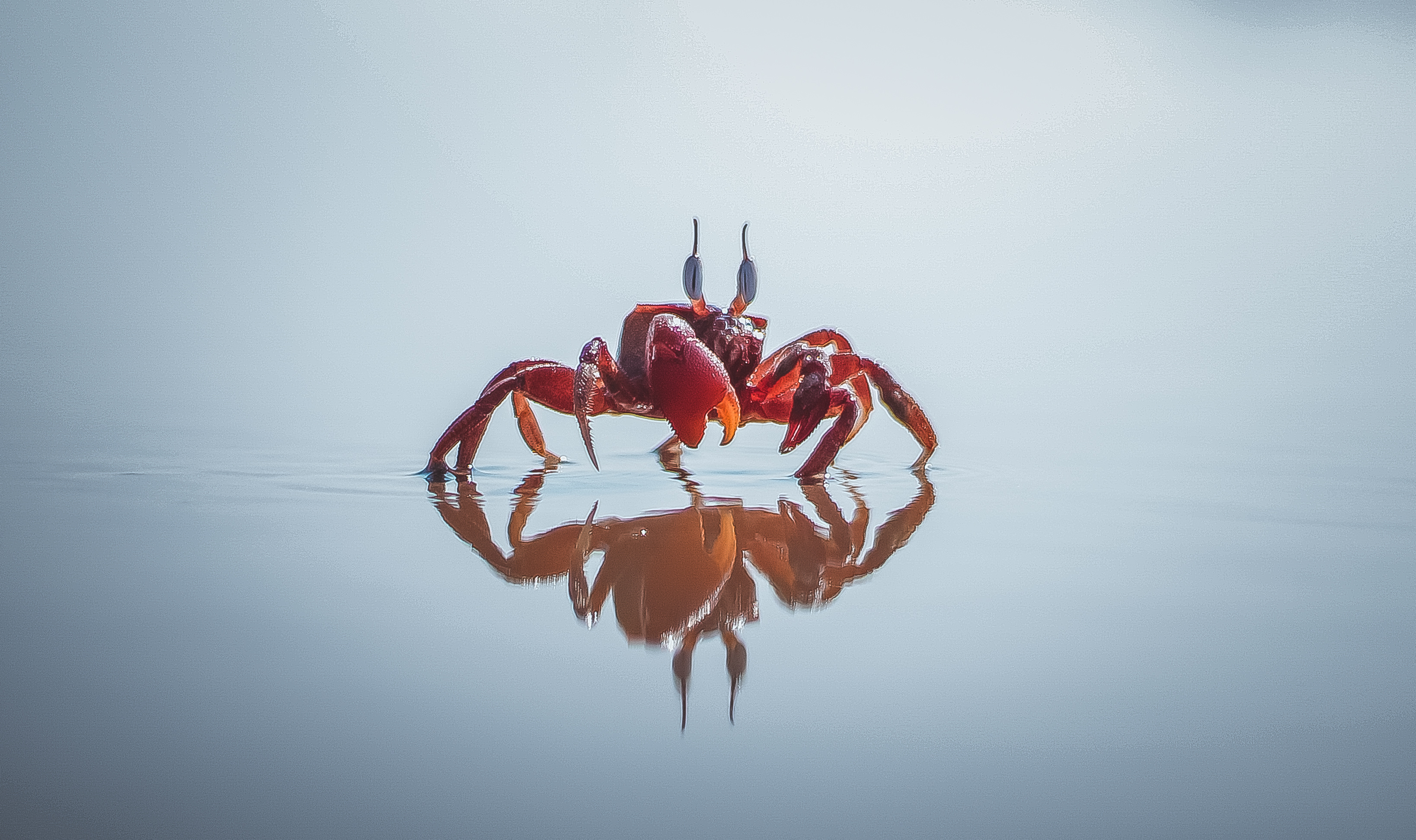Crab: Aggressive fights over hiding holes. 3280x1950 HD Wallpaper.