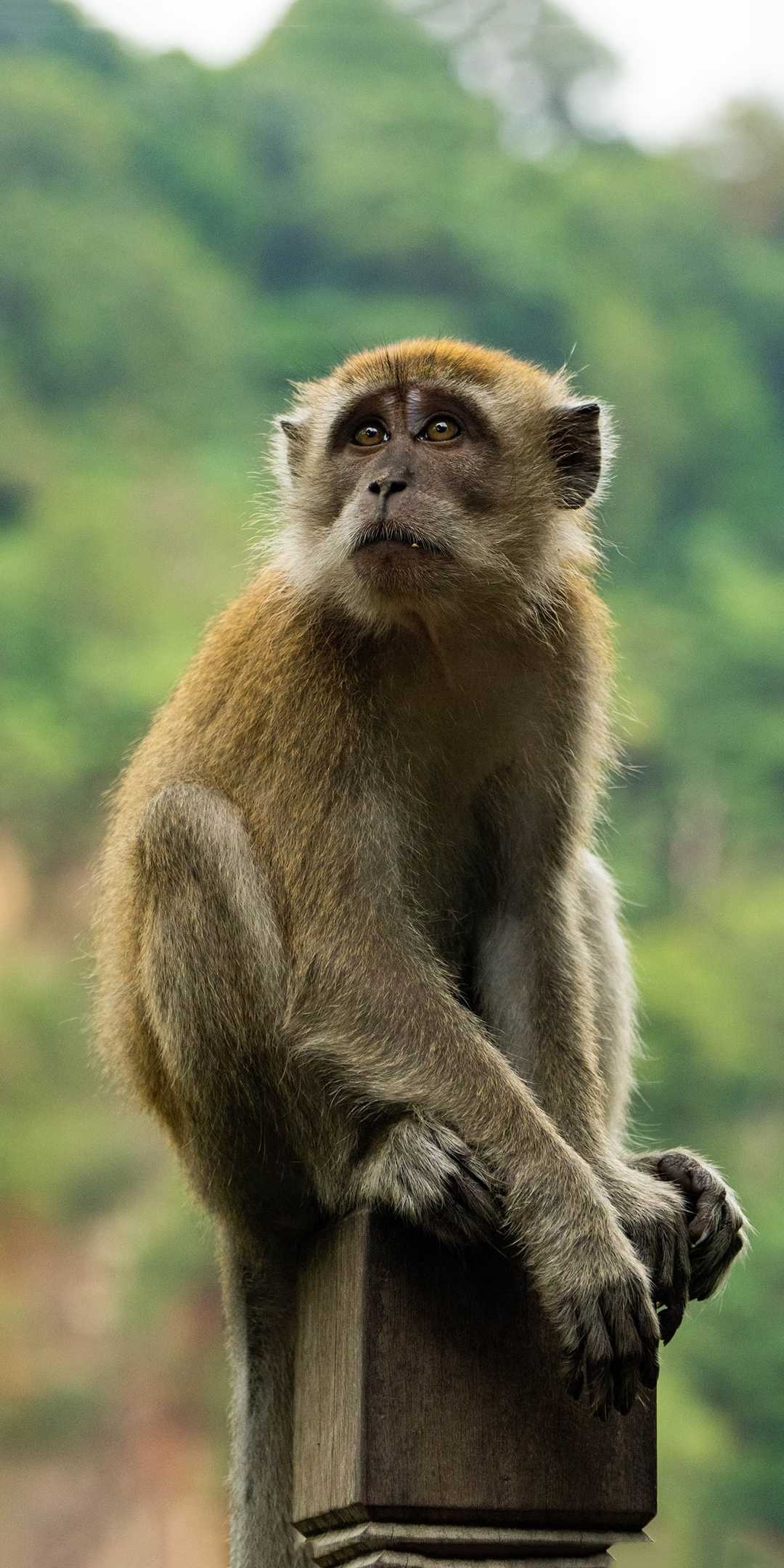 Monkey, adorable monkey, nature backgrounds, cute wallpapers, 1080x2160 HD Handy