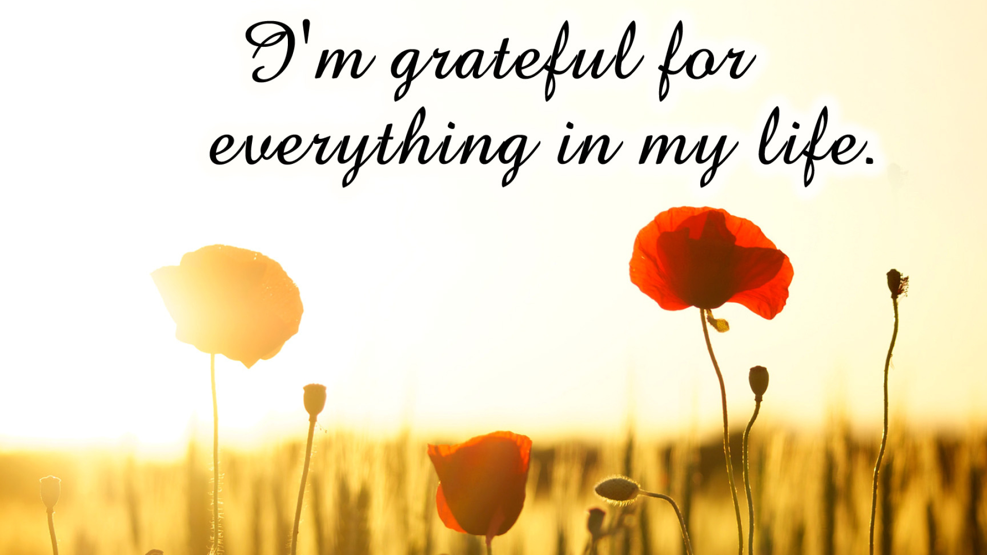 Gratitude: Affirmation, Personal excellence, Life motto, Appreciation for life, Bokeh. 1920x1080 Full HD Wallpaper.