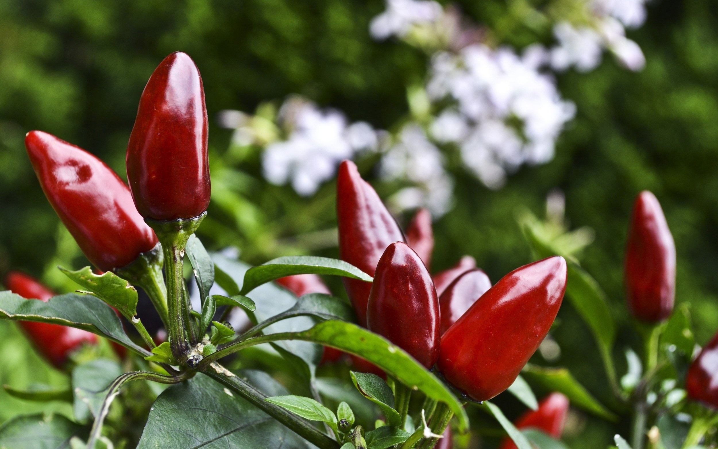 Chili pepper cultivation, Flavorful harvest, Spicy garden, Culinary adventure, 2500x1570 HD Desktop
