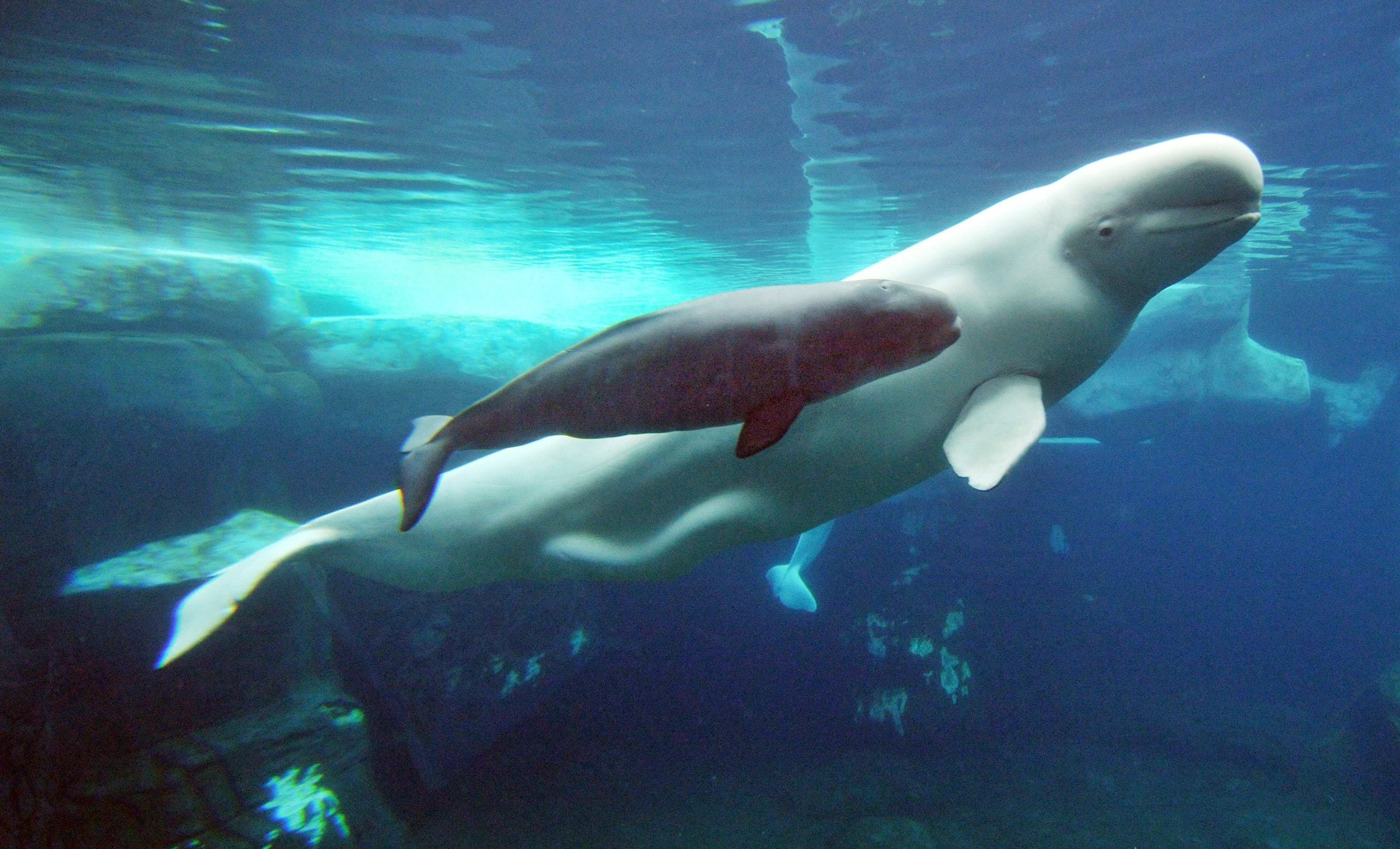Beluga Whale, HD wallpaper, Michelle Simpson, Aquatic beauty, 2400x1460 HD Desktop