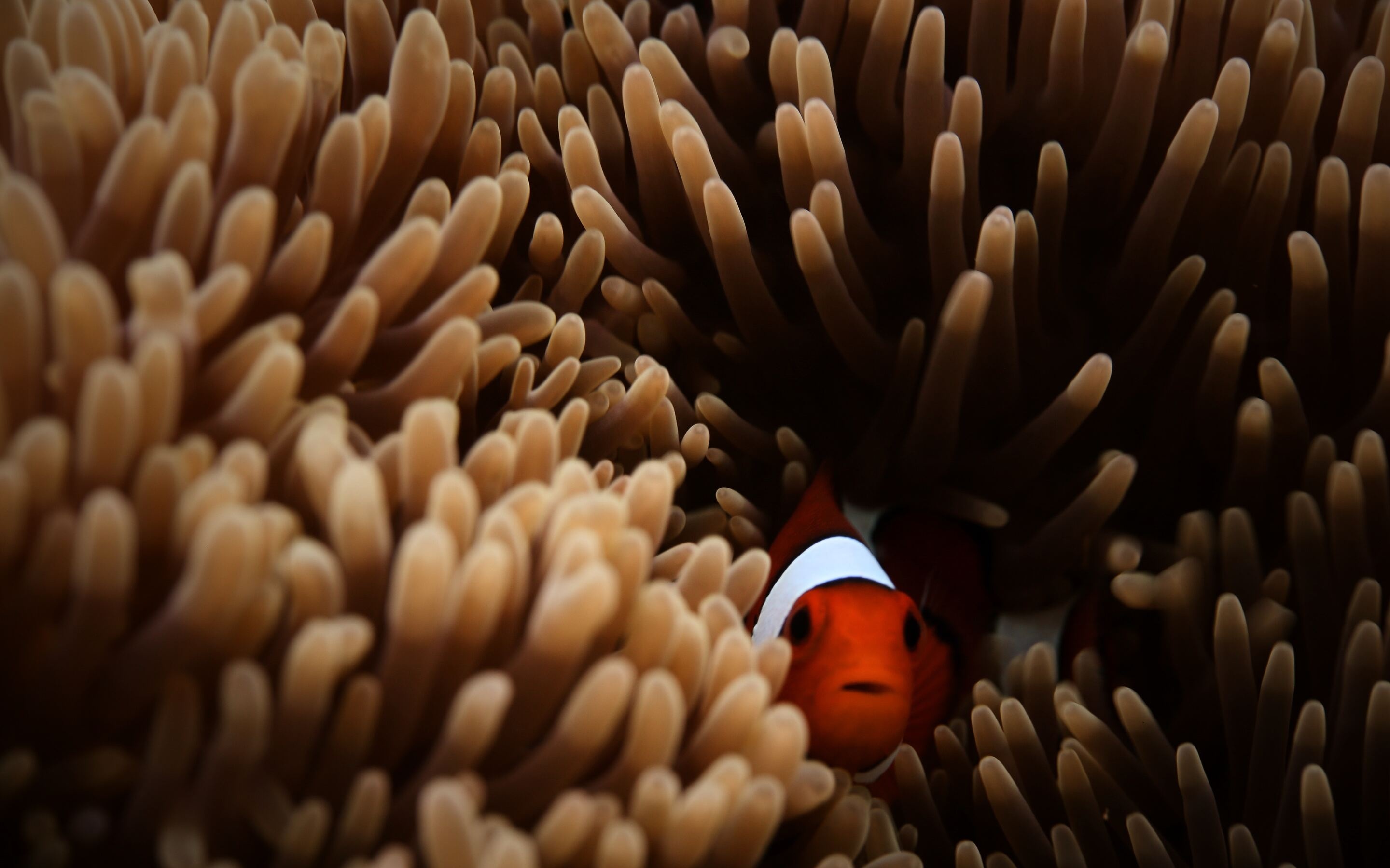 Clownfish in 5K resolution, MacBook Pro Retina wallpapers, Underwater beauty, 2880x1800 HD Desktop