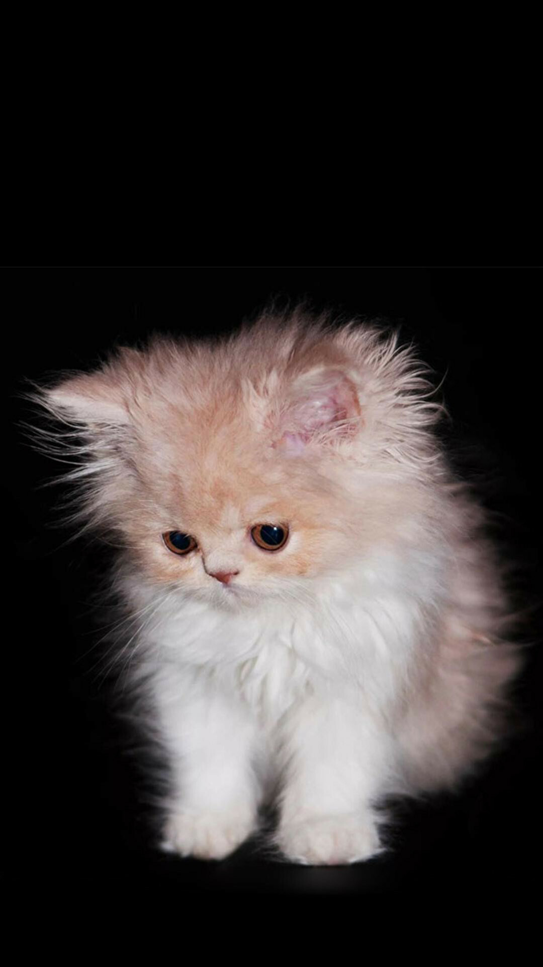 Persian Cat: Persians are perfect companions, if you like placid, sweet-tempered cats. 1080x1920 Full HD Background.