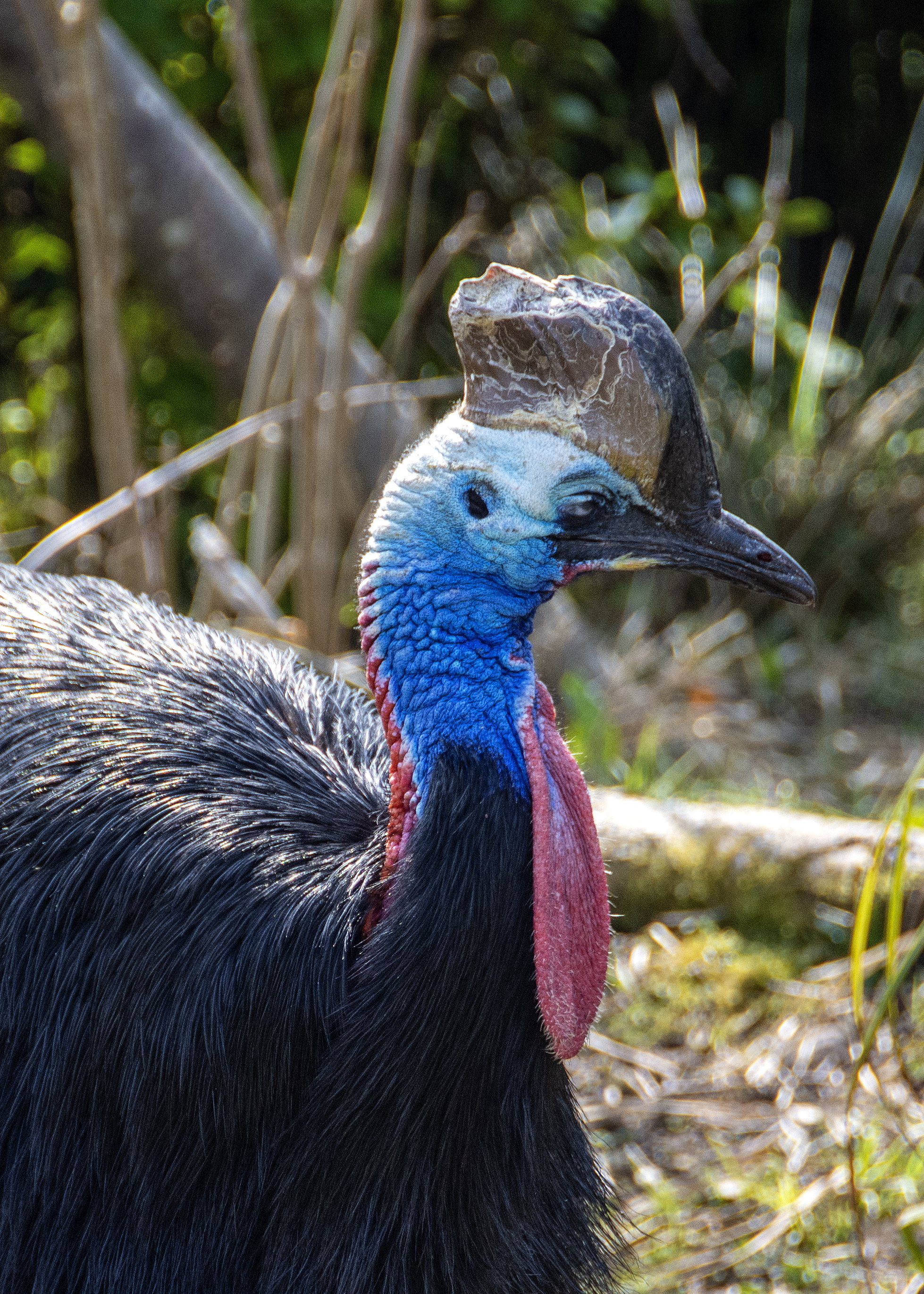 Stunning cassowary photos, High-quality stock images, Visual excellence, Free download, 1960x2750 HD Phone