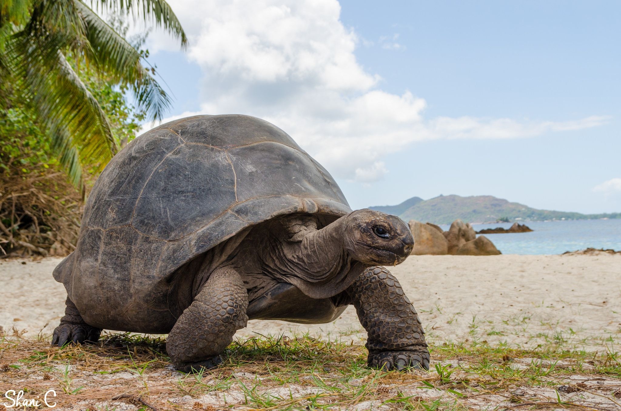 Aldabra Giant Tortoise, Gigantic creatures, Giant tortoises, Reptilian wonders, 2050x1360 HD Desktop