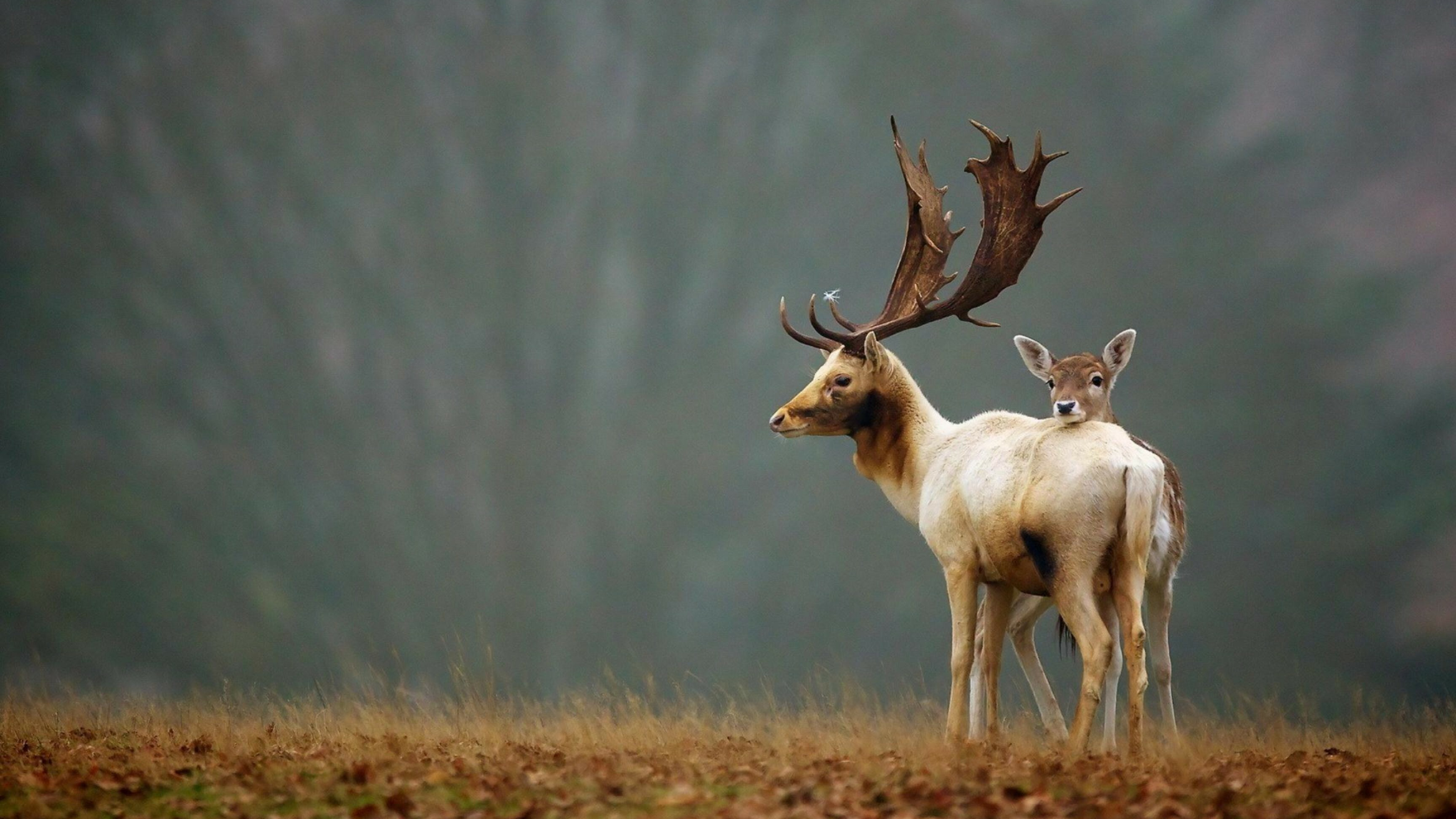 Reindeer: Cute animals, Autumn, The boreal woodland caribou lives in the northeastern Canada. 3840x2160 4K Wallpaper.