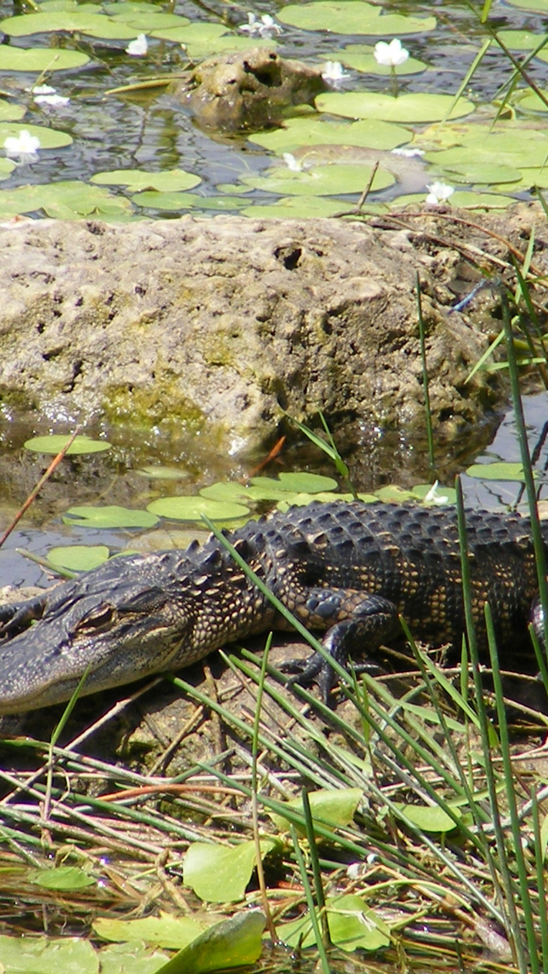 Nahaufnahme eines großen Krokodils im Everglades-Nationalpark, 1080x1920 Full HD Handy