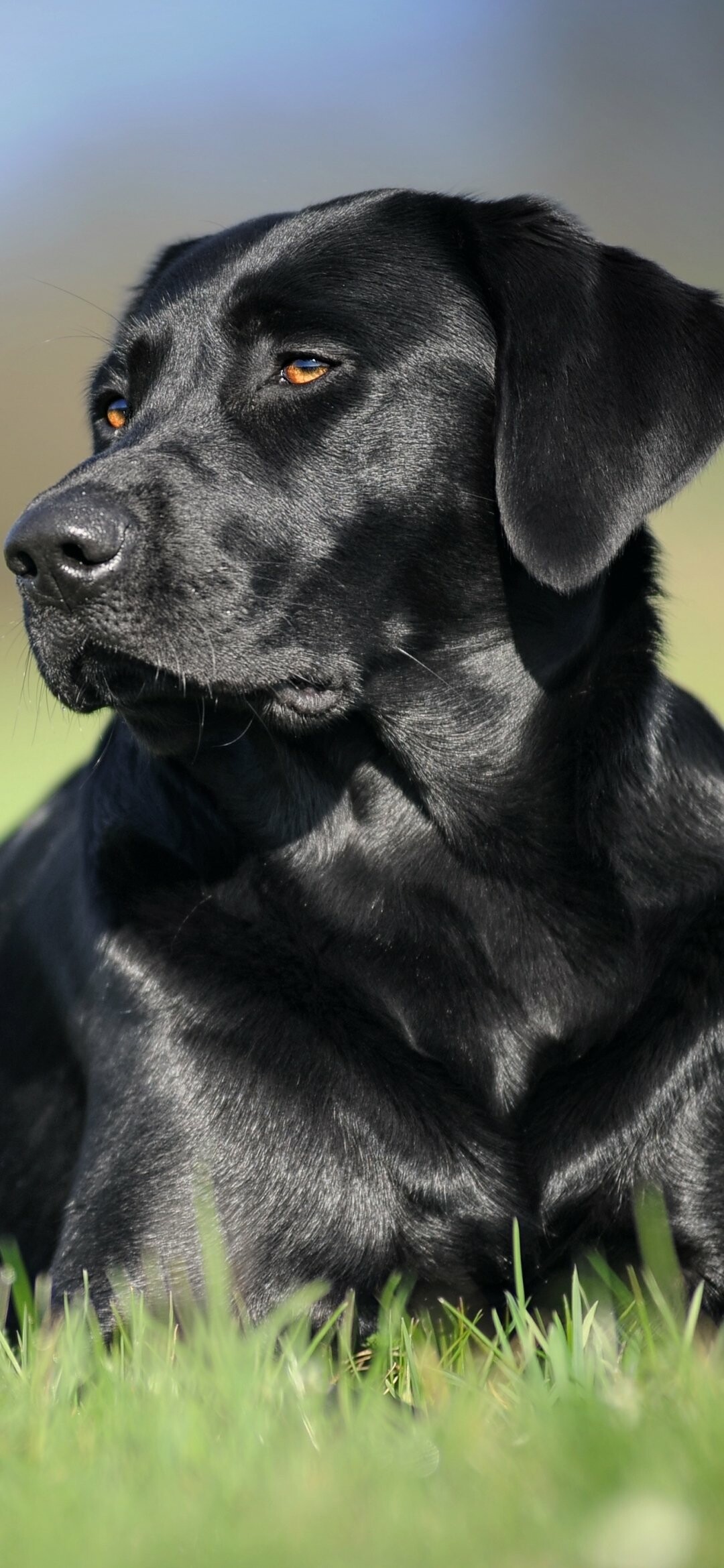 Labrador: The Lab is an enthusiastic athlete that requires lots of exercise, like swimming and marathon games of fetch, to keep physically and mentally fit. 1080x2340 HD Background.