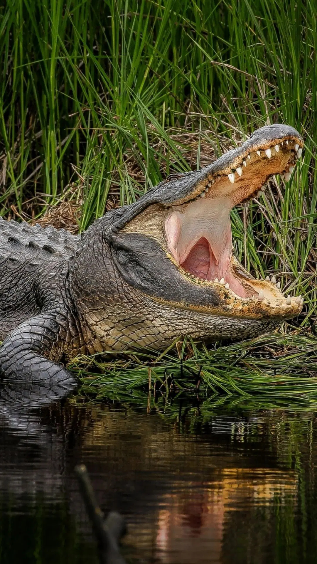 Alligator HD wallpapers, Desktop background, Android, iPhone, 1080x1930 HD Phone