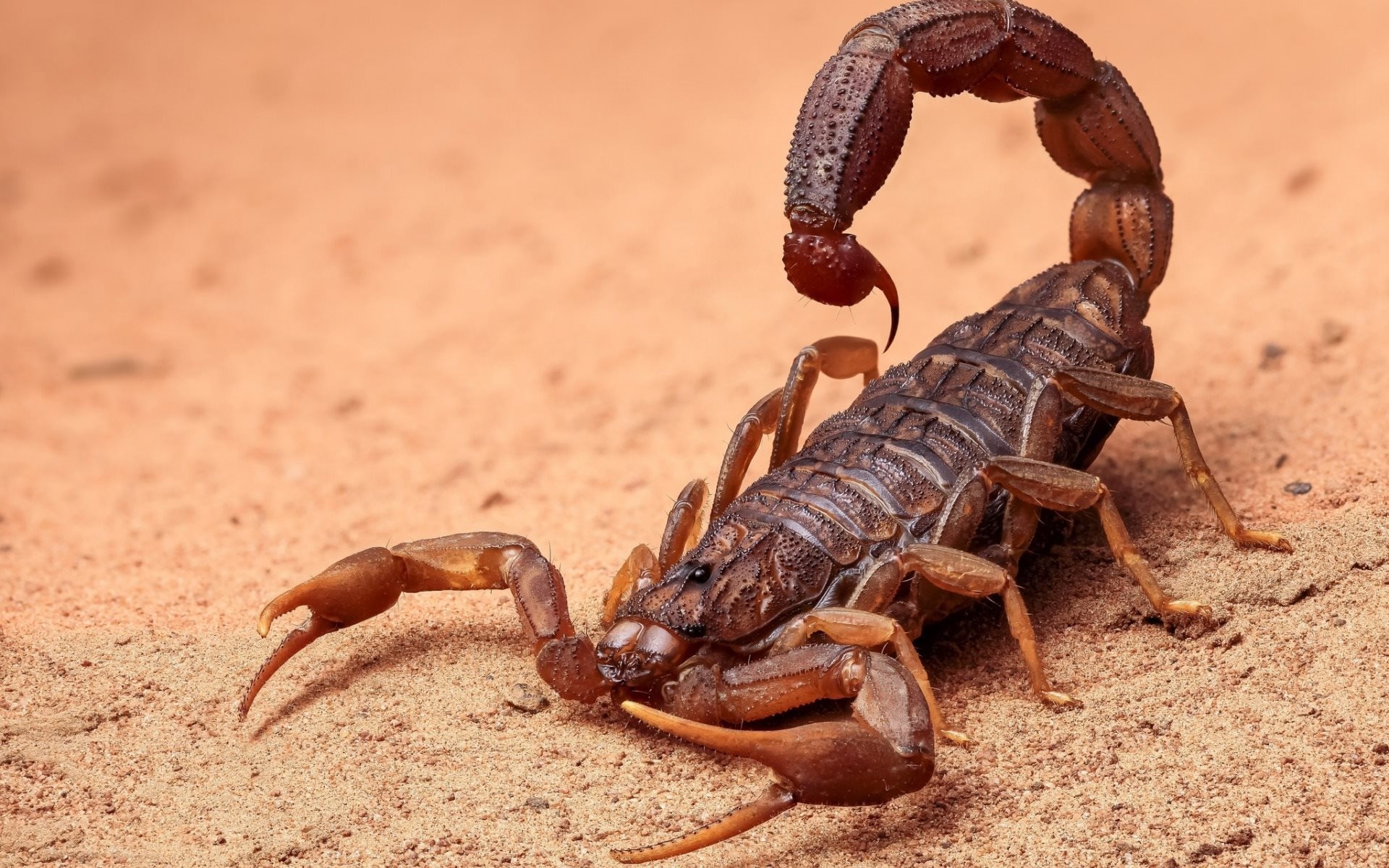 Scorpion (Animal): Sand, Dangerous animals, Arachnids, Africa, Venomous sting. 1920x1200 HD Background.