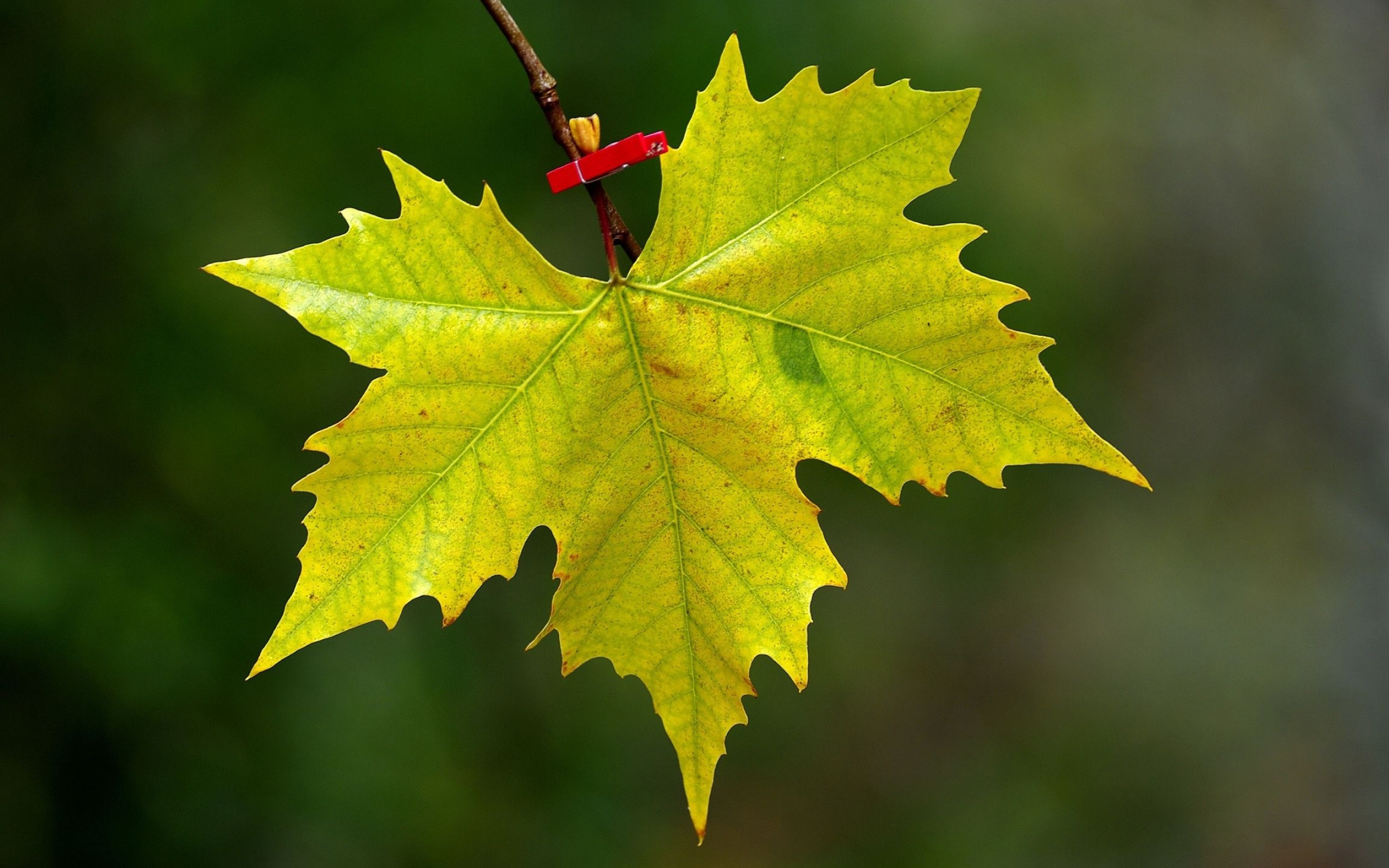 Maple leaf, Stunning backgrounds, Nature's artistry, Captivating visuals, 2560x1600 HD Desktop