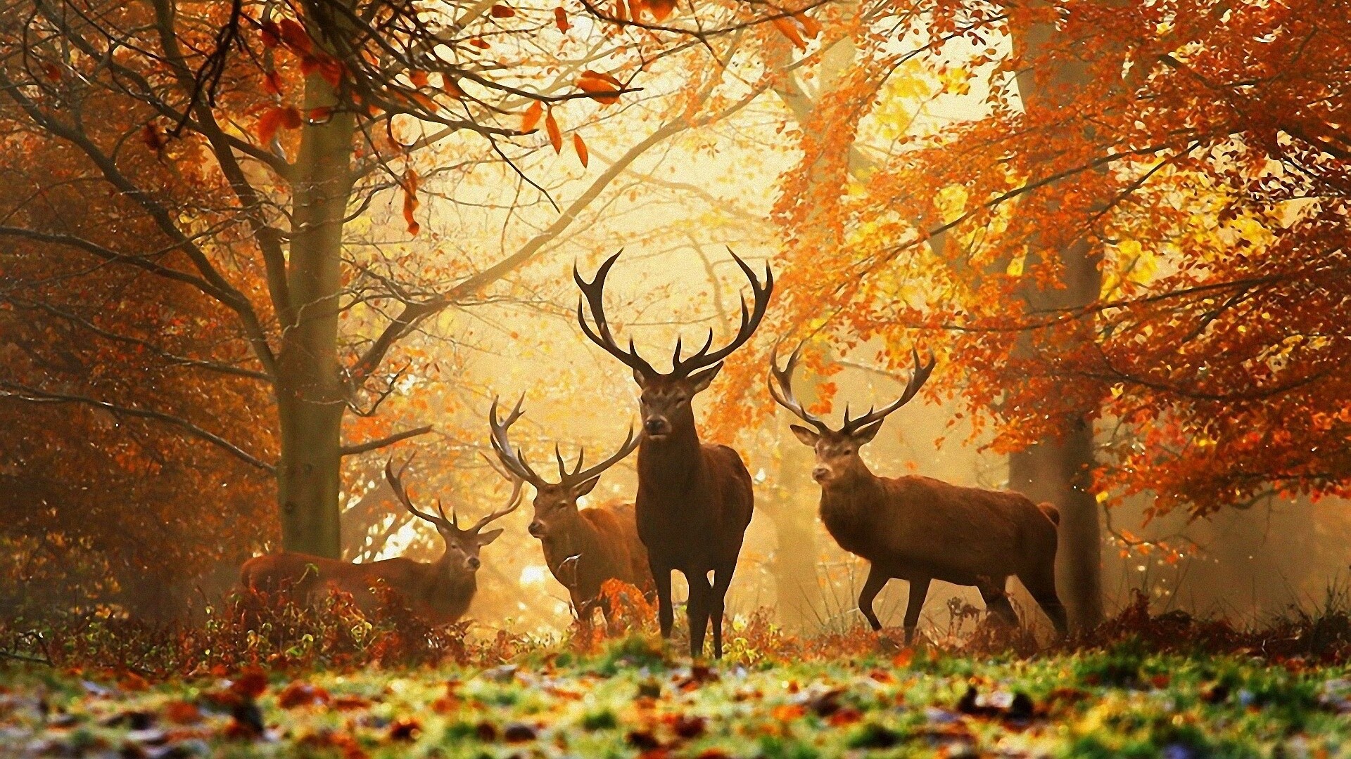 Autumn: The transition from summer to winter, Fall in the forest. 1920x1080 Full HD Background.