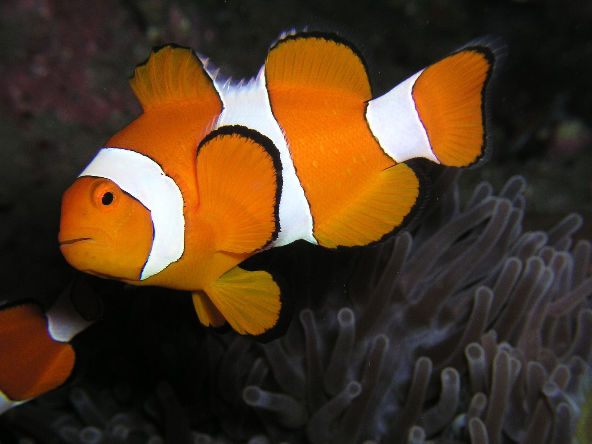 Clownfish, Ideas, Tropical, Fish, 2000x1500 HD Desktop