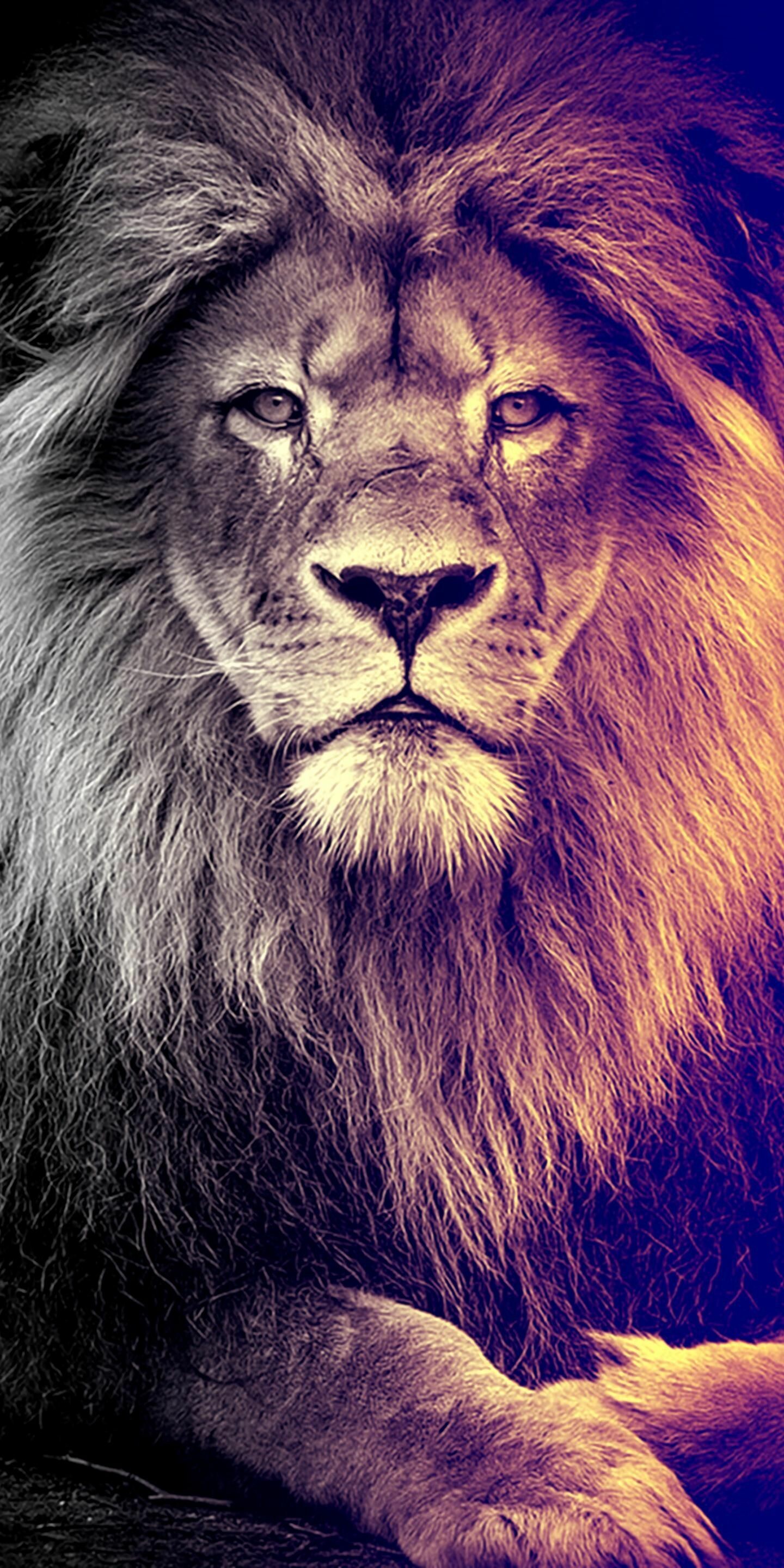 Lion: It is a generalist hypercarnivore and is considered to be both an apex and keystone predator due to its wide prey spectrum. 1440x2880 HD Background.