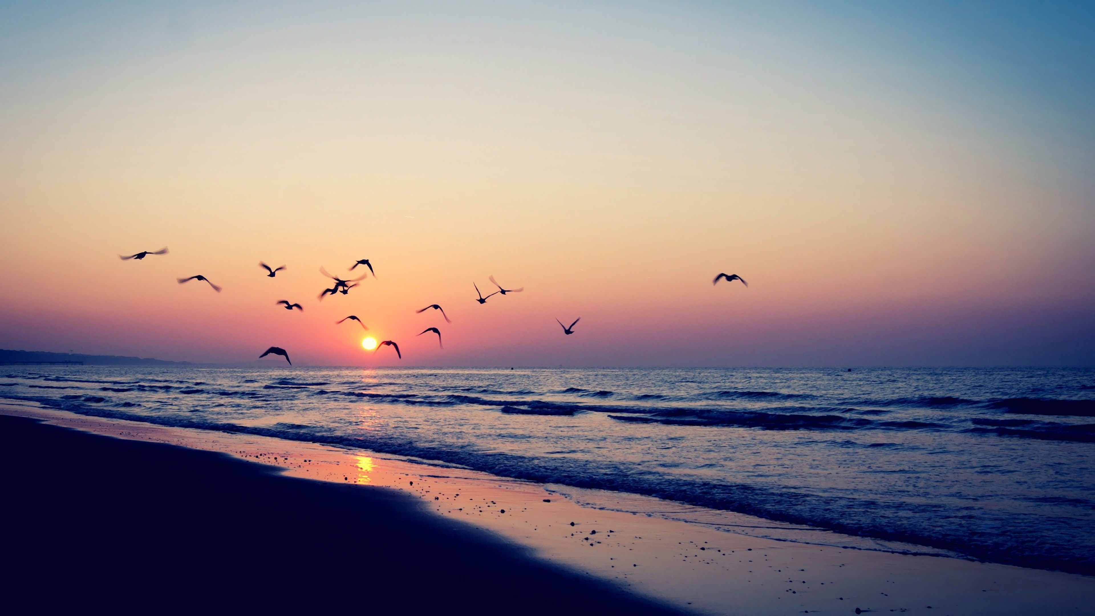 Seascape: Seagulls flying at the ocean beach at the sunset, Magnificent evening view. 3840x2160 4K Background.