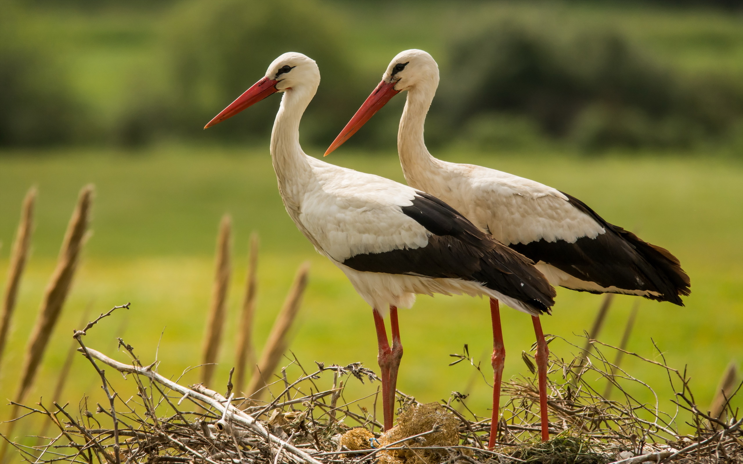 Stunning stork wallpapers, High-quality images, Striking visuals, Nature backgrounds, 2560x1600 HD Desktop