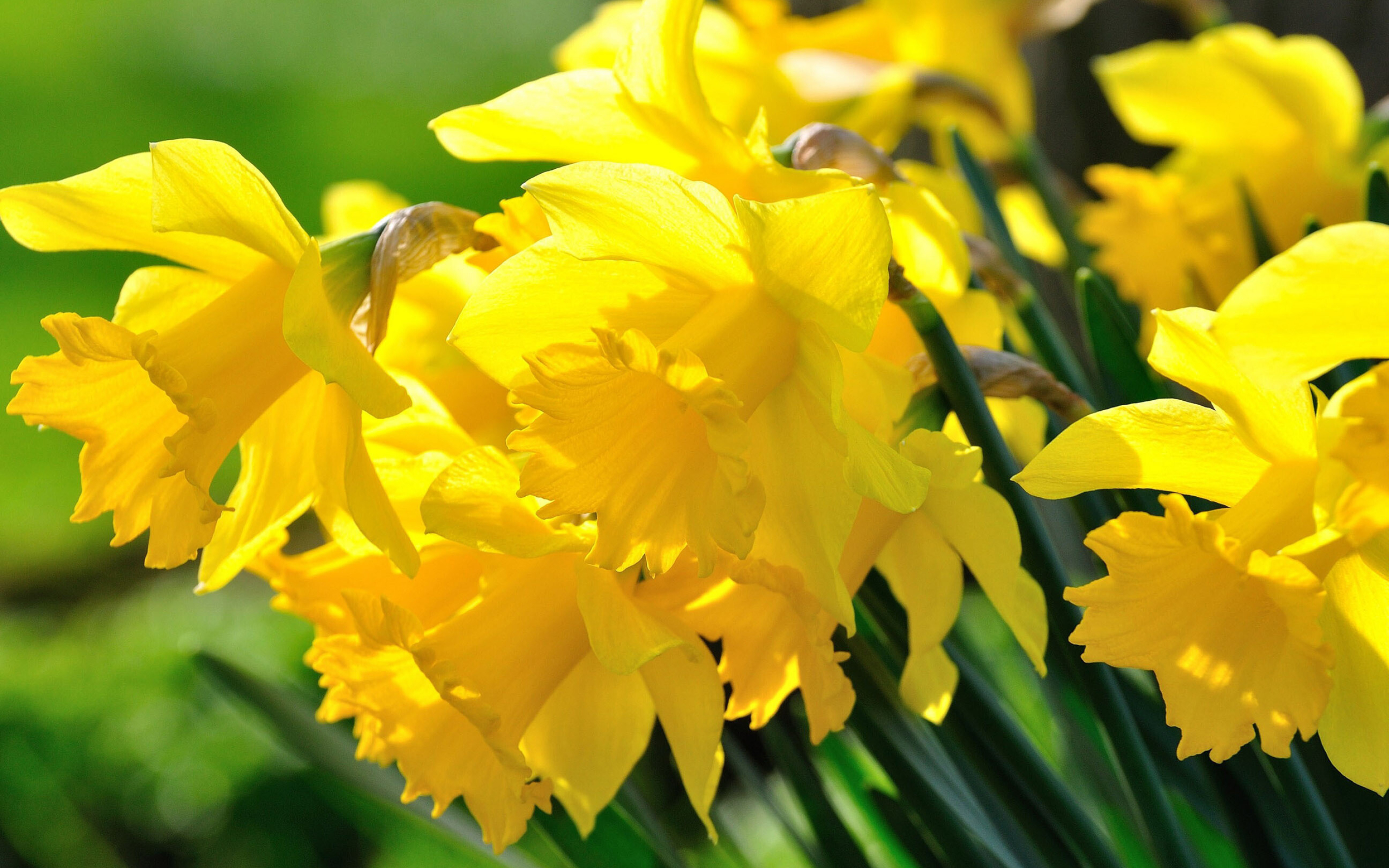 Daffodil: Narcissus, A genus of predominantly spring flowering plants. 2880x1800 HD Background.