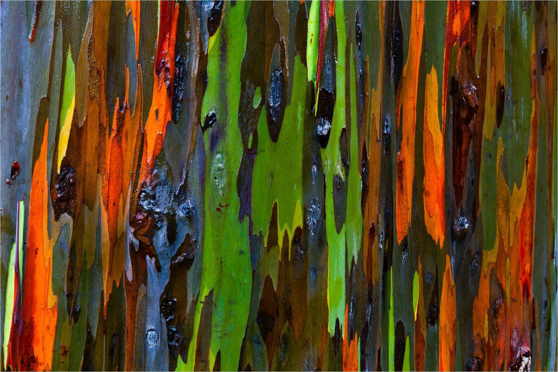 Eucalyptus desktop wallpapers, Top free, Backgrounds, 1930x1290 HD Desktop